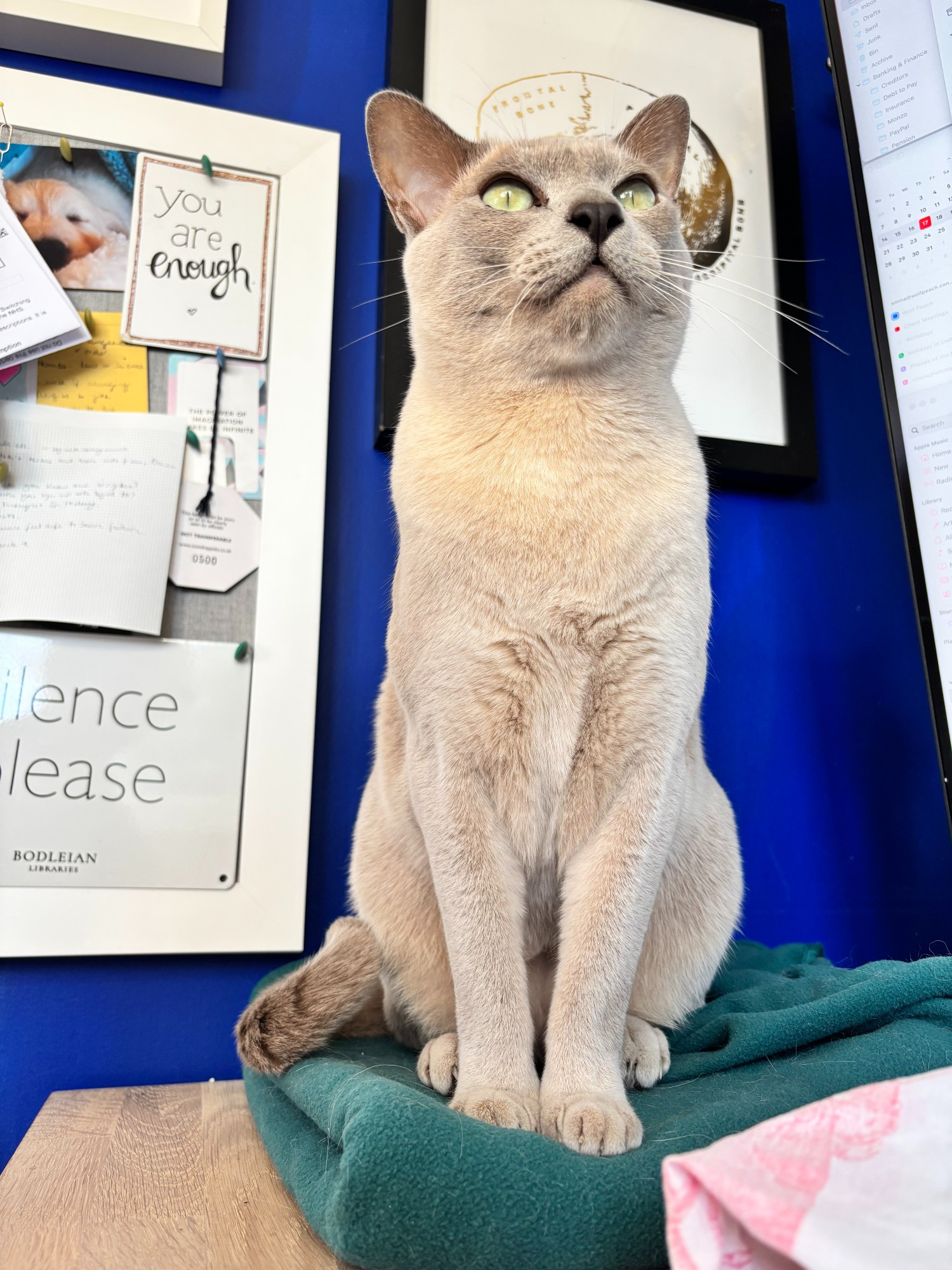 Ptolemy a grey Burmese cat, sits on a green fleece blanket in front of a picture of a human skull in gold foil, and a disorganised notice board. He stares into the distance, wondering what the spicy sky nazi might have tasted like.