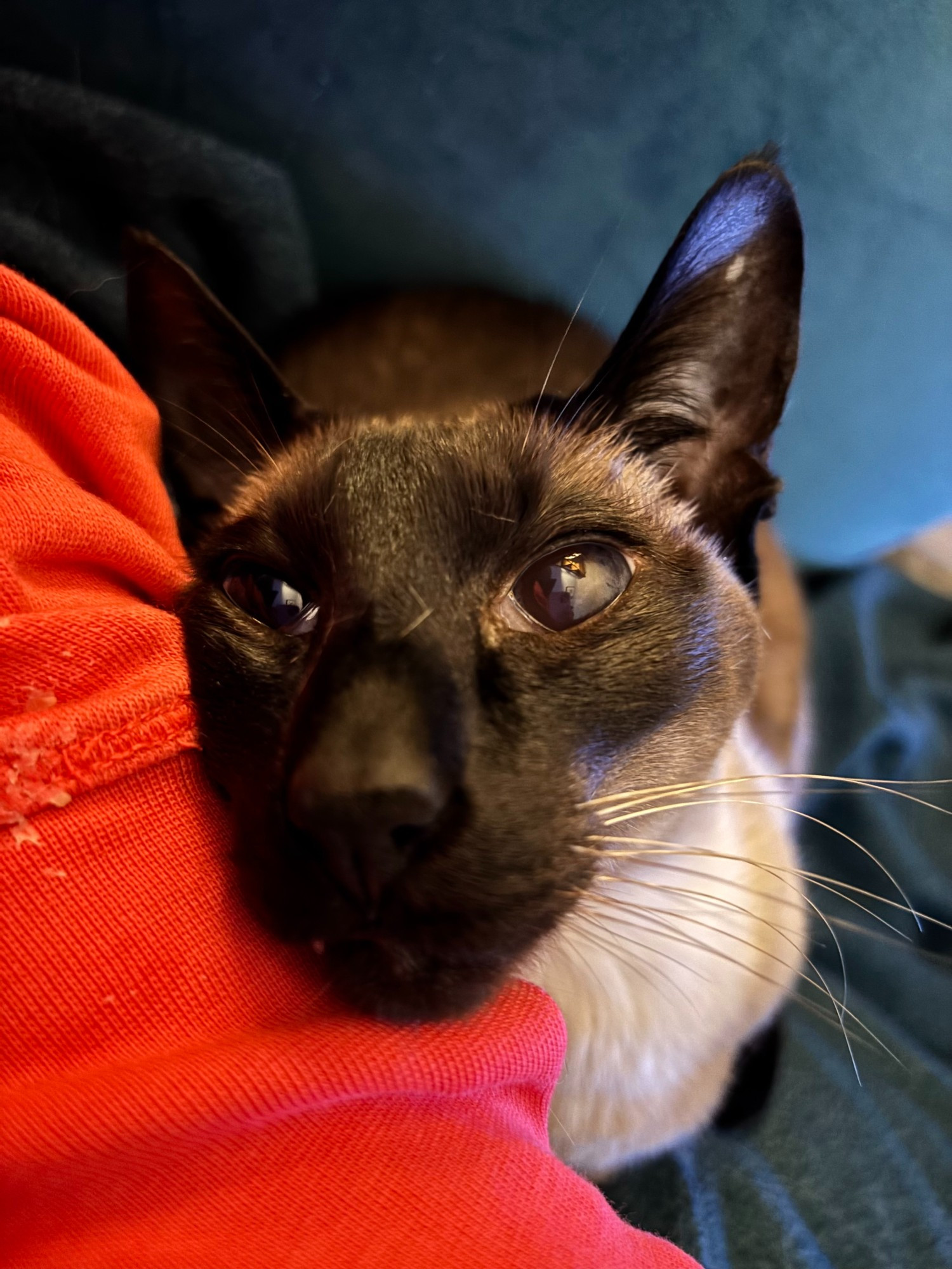 Luna a chocolate point Siamese gazes at her (human) mum adoringly, her head rests on her human's cheese sauce crusted red sweatshirt. 