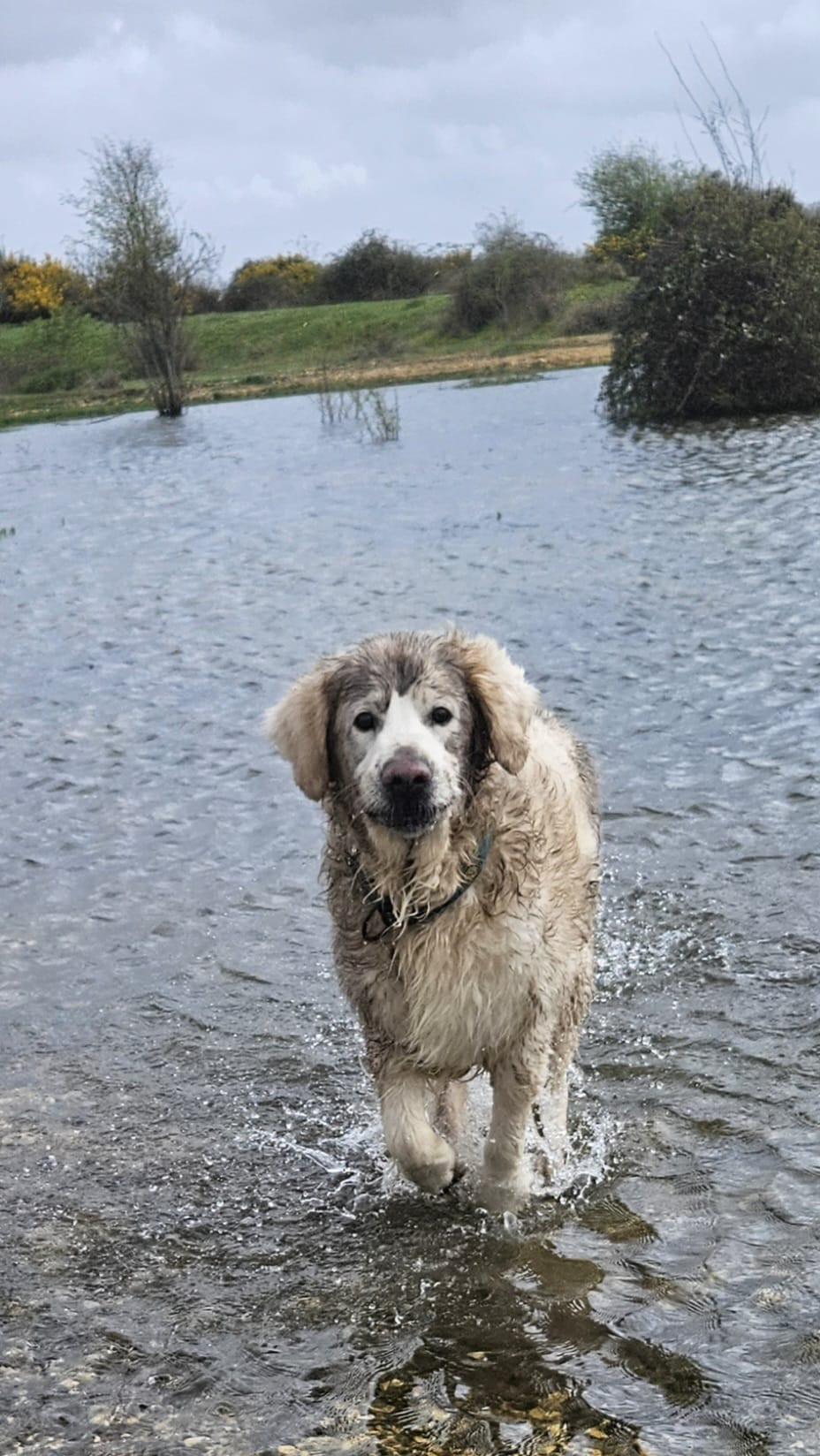 Bertie, a Golden Retreiever is masquerading as a swamp dog.  He is covered in cow shit and enjoying a romp through a massive pond