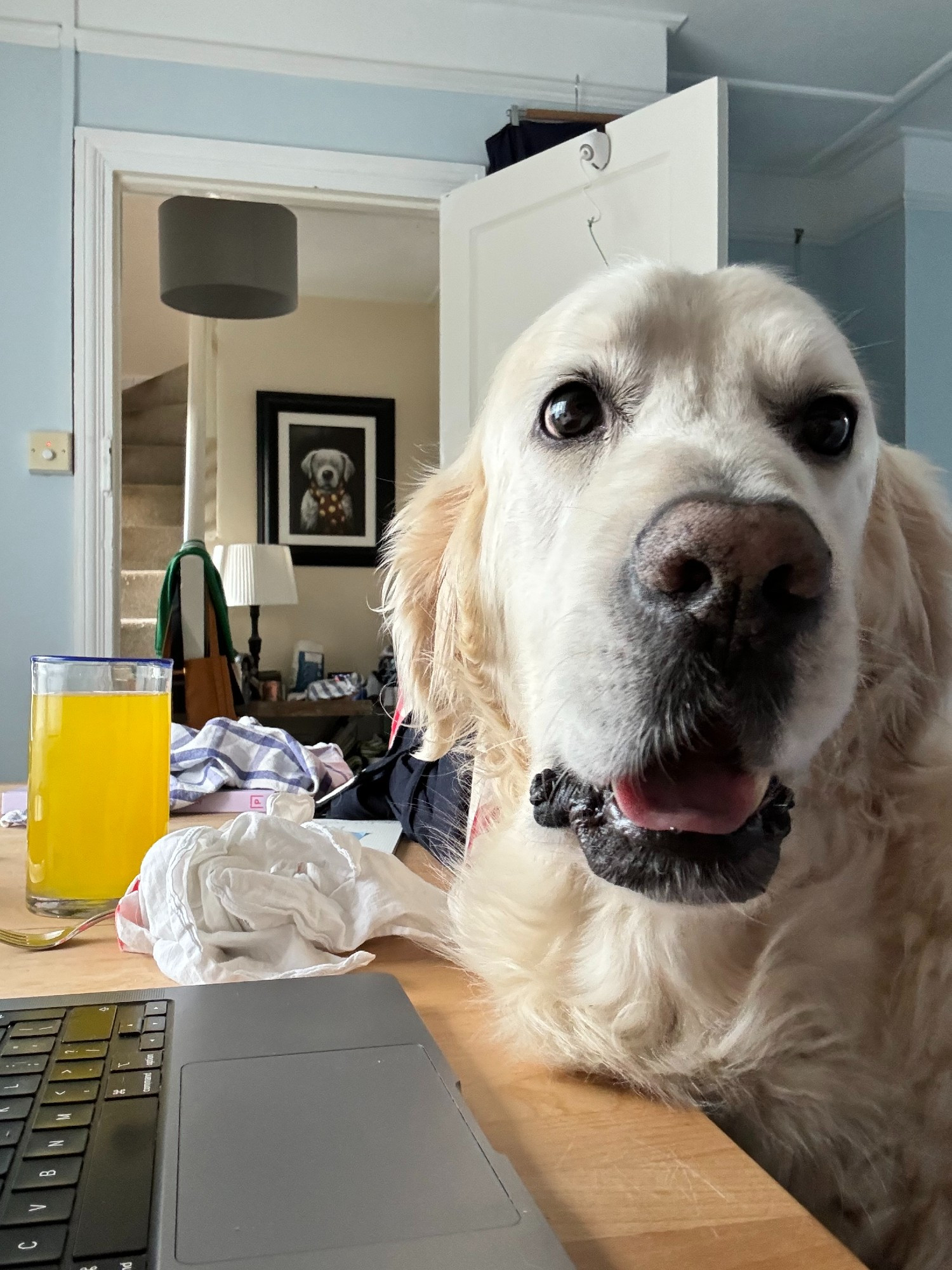 Bertie a golden retriever sits on the dining room chair so he can assist his mum with business things.  The dining room table is covered in detritus, a MacBook Pro, a glass of orange squash and dog hair.  In the background there is a drawing of a golden retriever on the hall wall and an even messier hall table. 