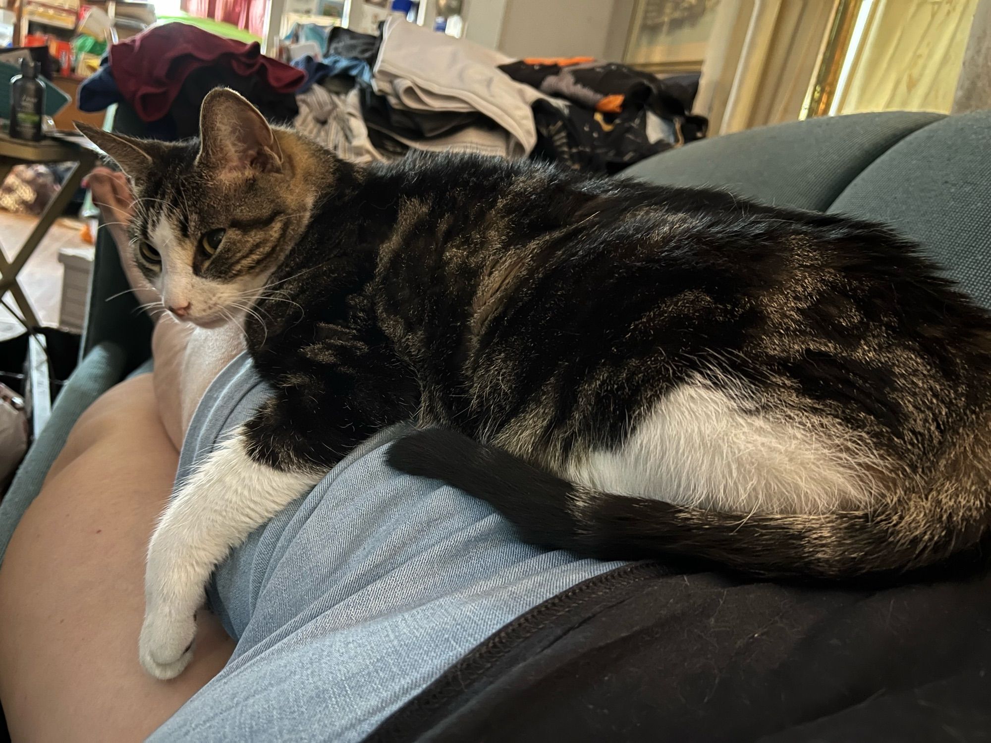 Cat sitting on his human’s legs.