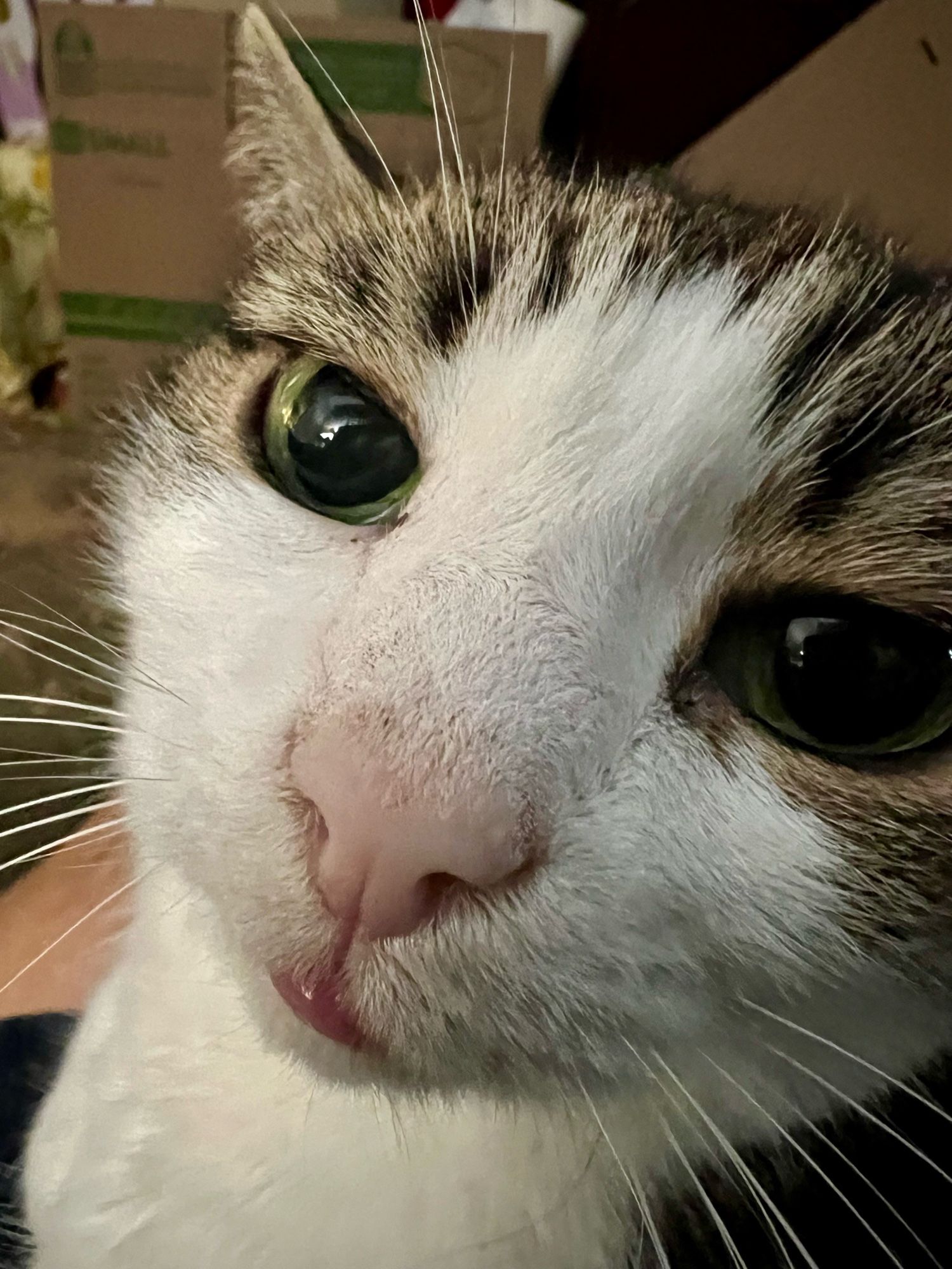 Closeup of a cat face.