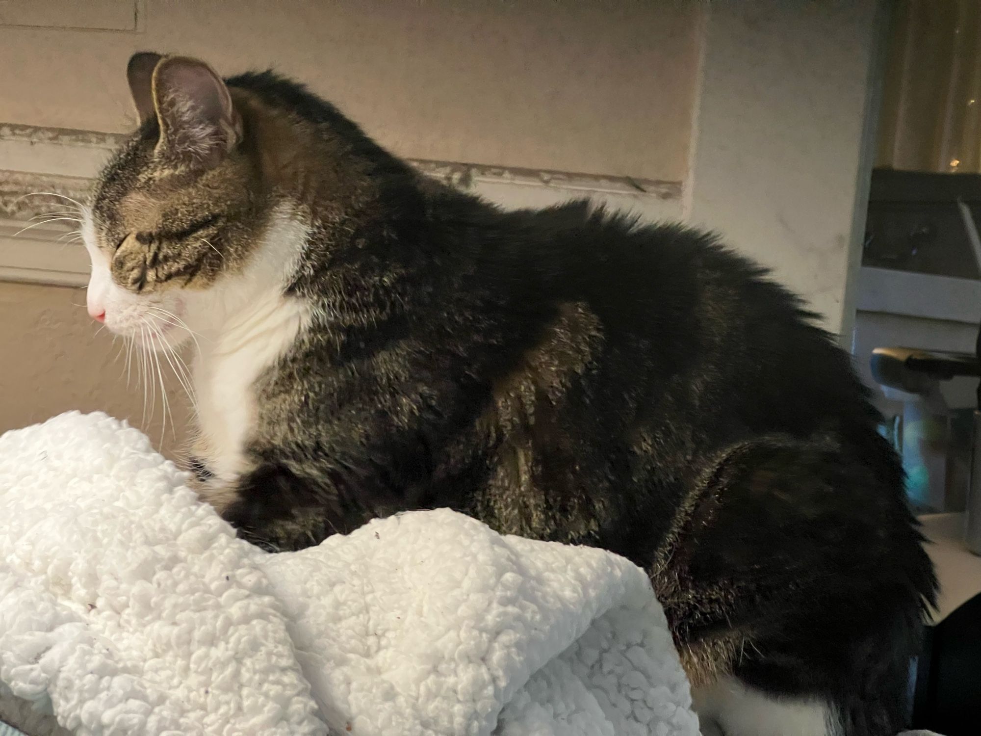 Tabby cat with fluffy blankie