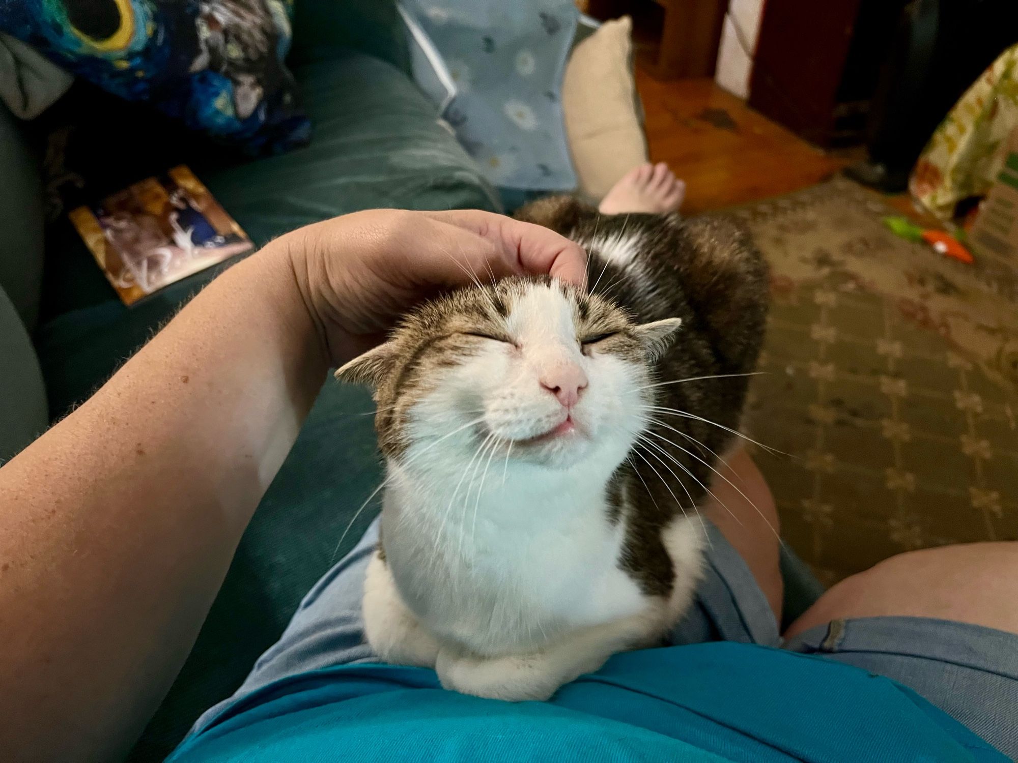 Cat getting her head scritched.