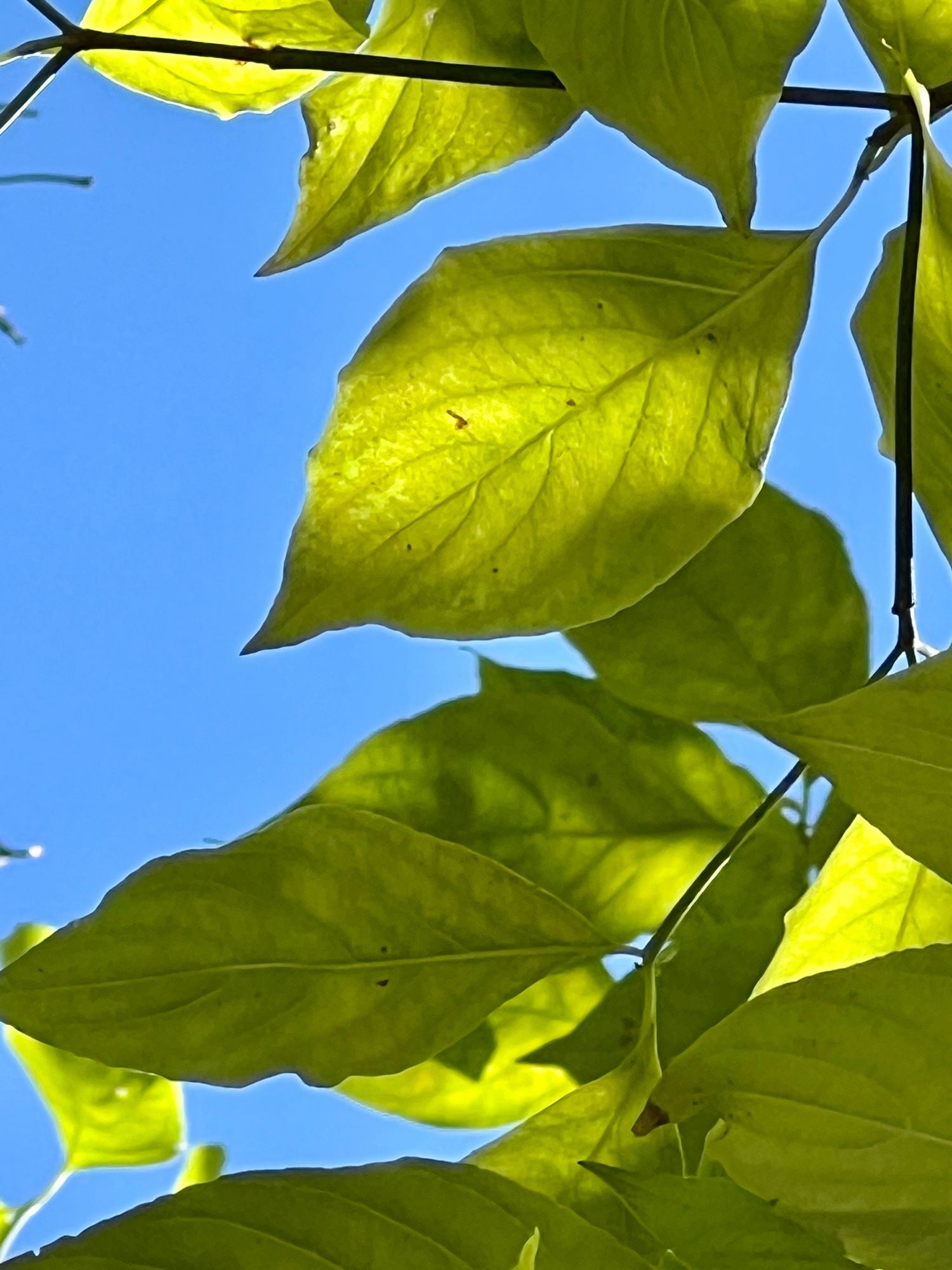 Dogwood leaf and blue sky