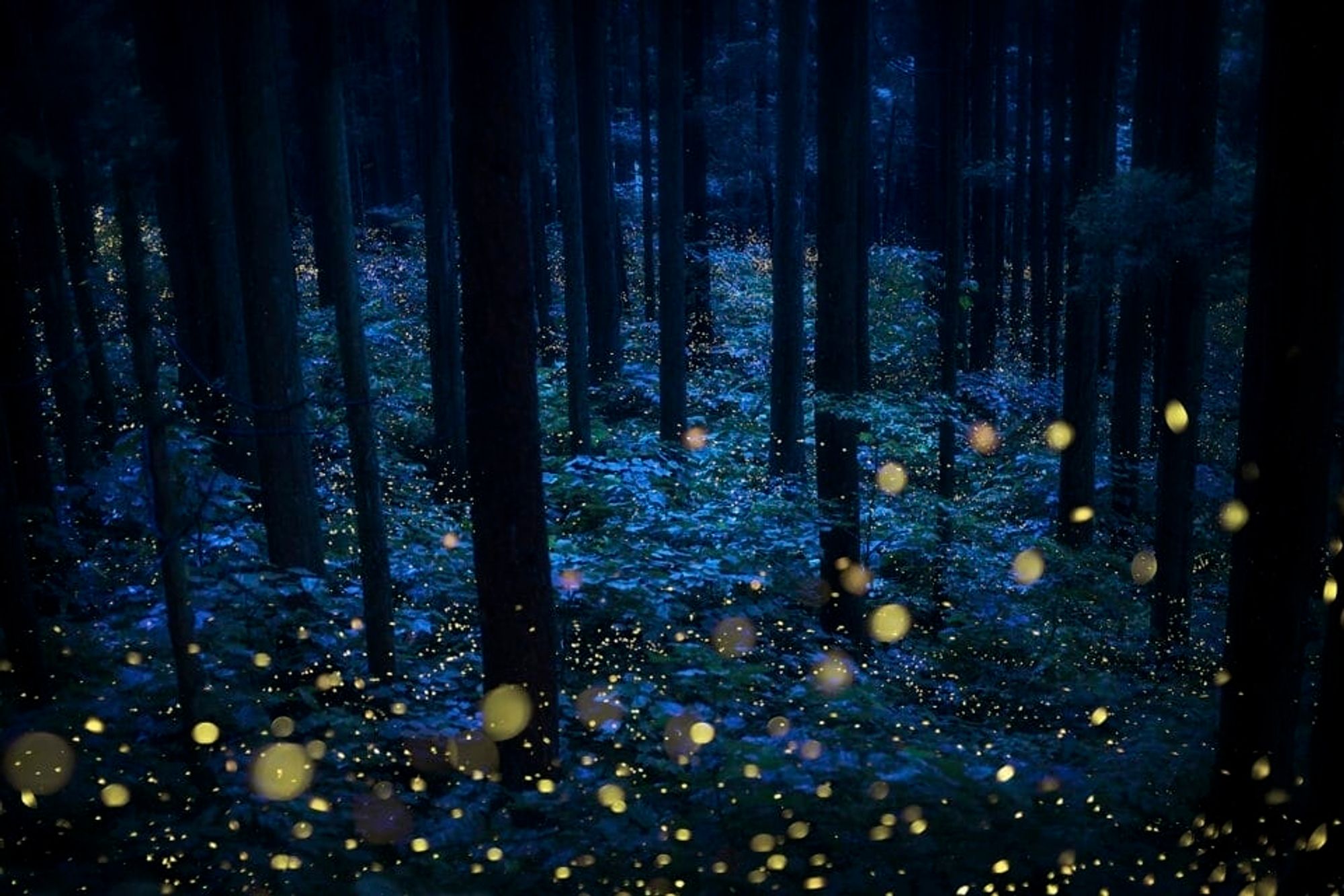 A multi-exposure photograph of a woodland at night with fireflies indicated by tiny blurred yellow spheres of light.