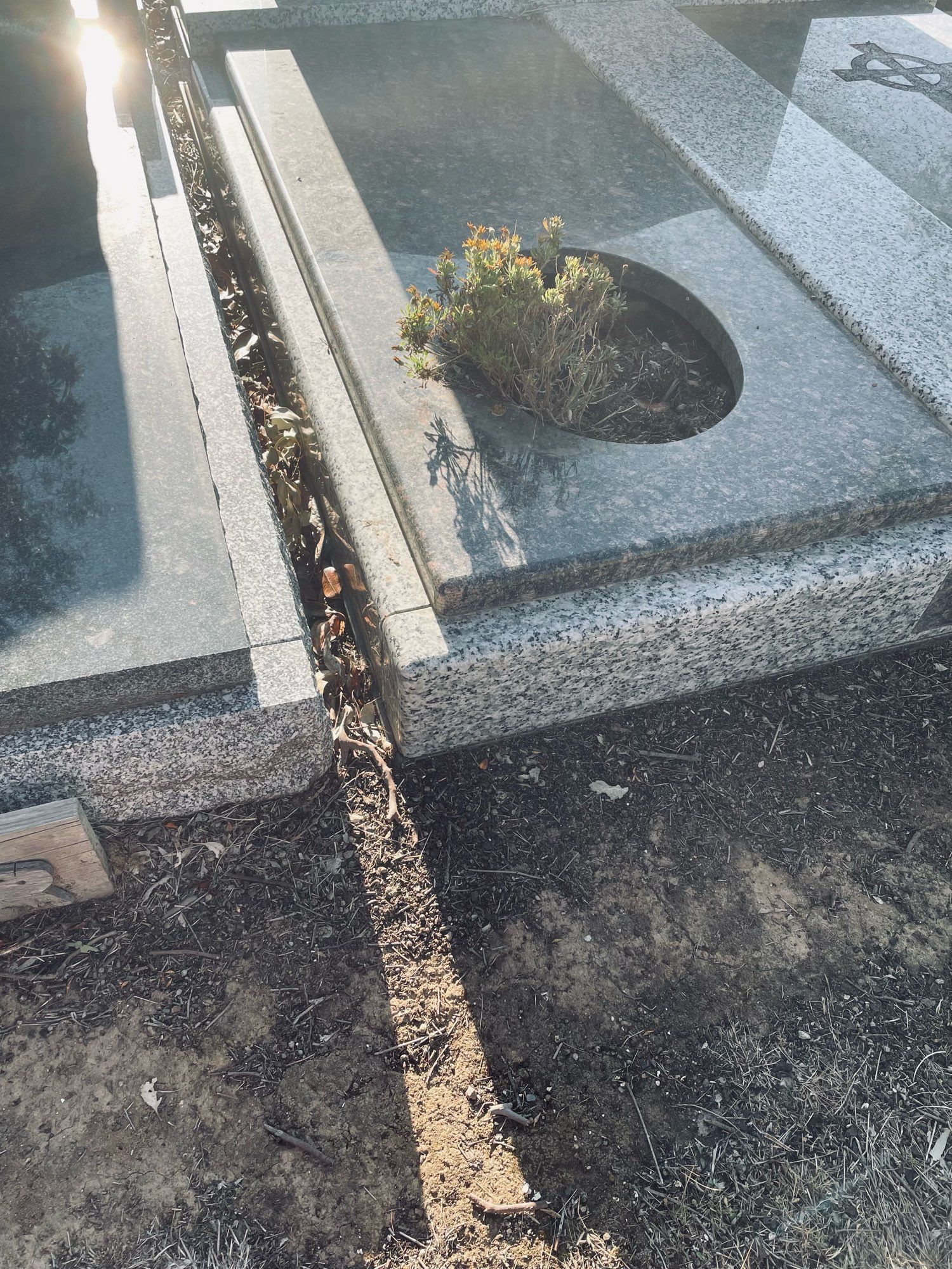 A hole in the bed of a grave. A somehow still alive plant pokes out of the hole. Evening light casts long shadows.