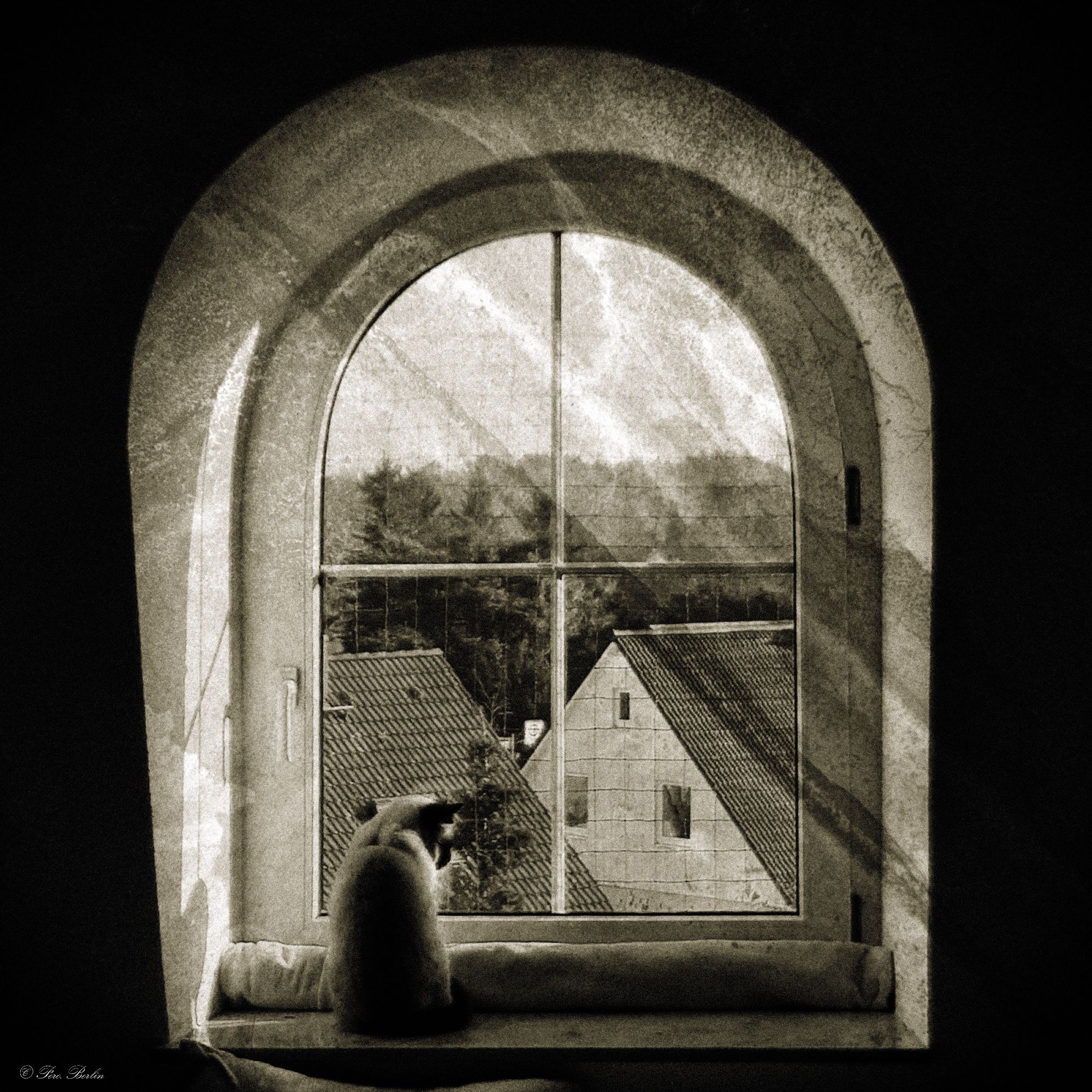 A black and white photograph with a slight sepia tone of a cat sitting at the window and looking out to the bottom right.