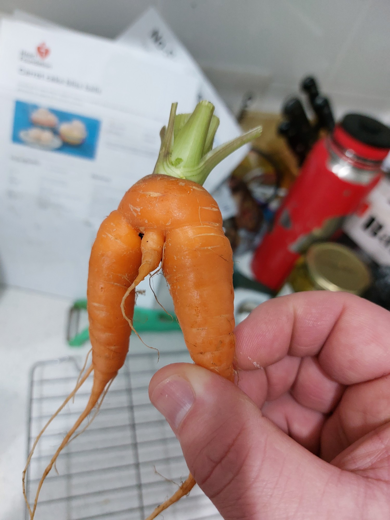 A closeup of small misshapen carrot that kind of looks like a pair of human legs with a penis between them.