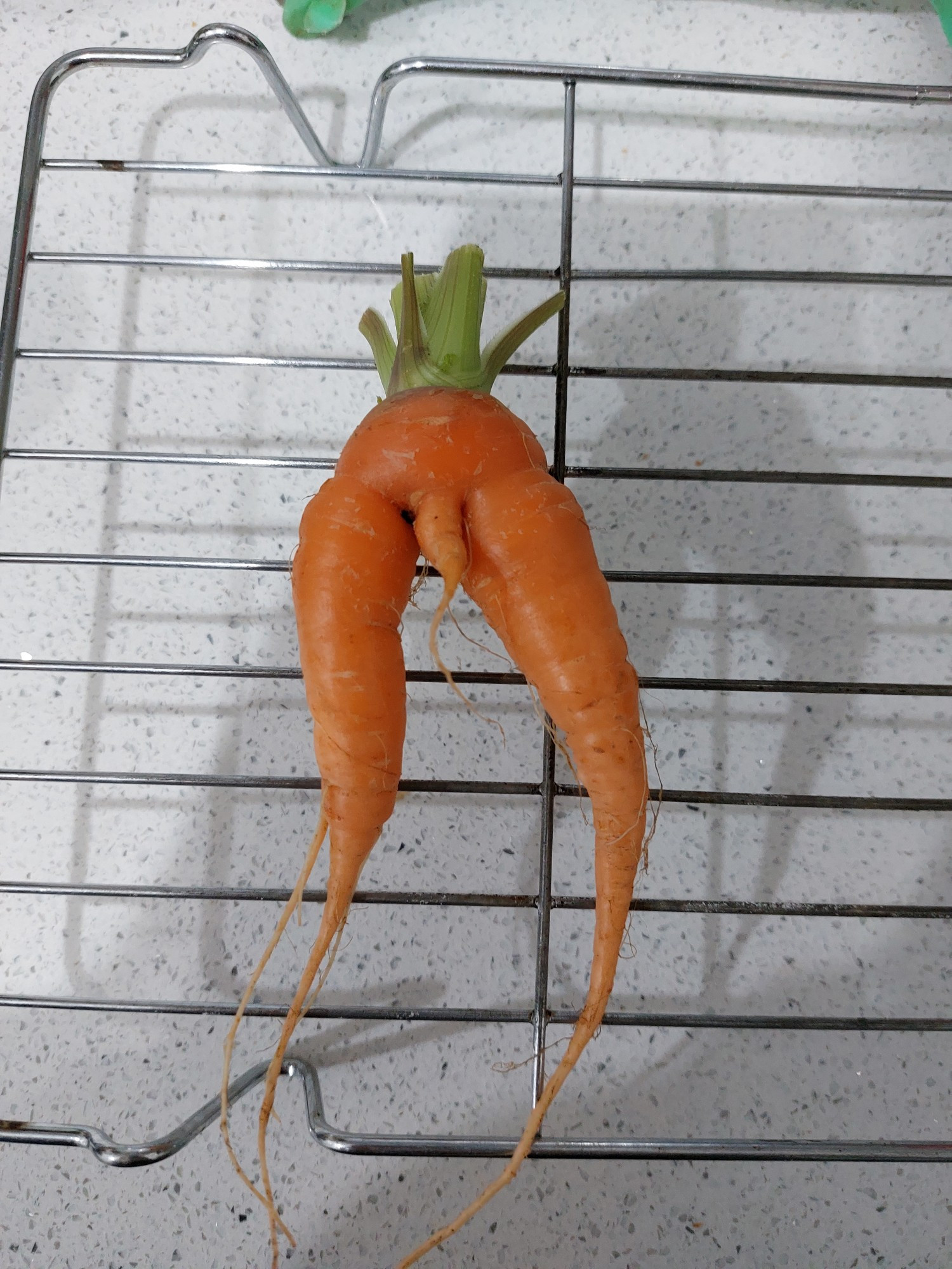 A small misshapen carrot that kind of looks like a pair of human legs with a penis between them.