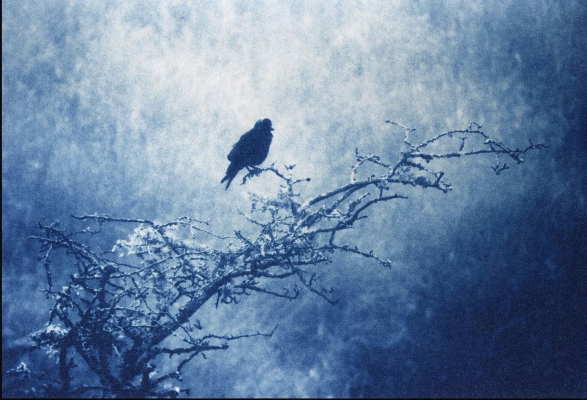 A blue print of a jackdaw on a hawthorn tree branch