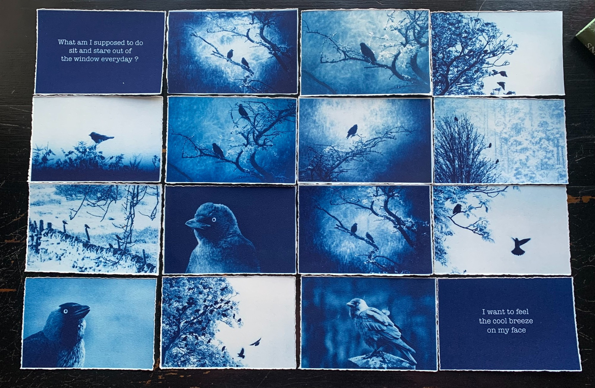 Cyanotype prints of Jackdaws laid out in a sequence that is sandwiched between quotations from my father.