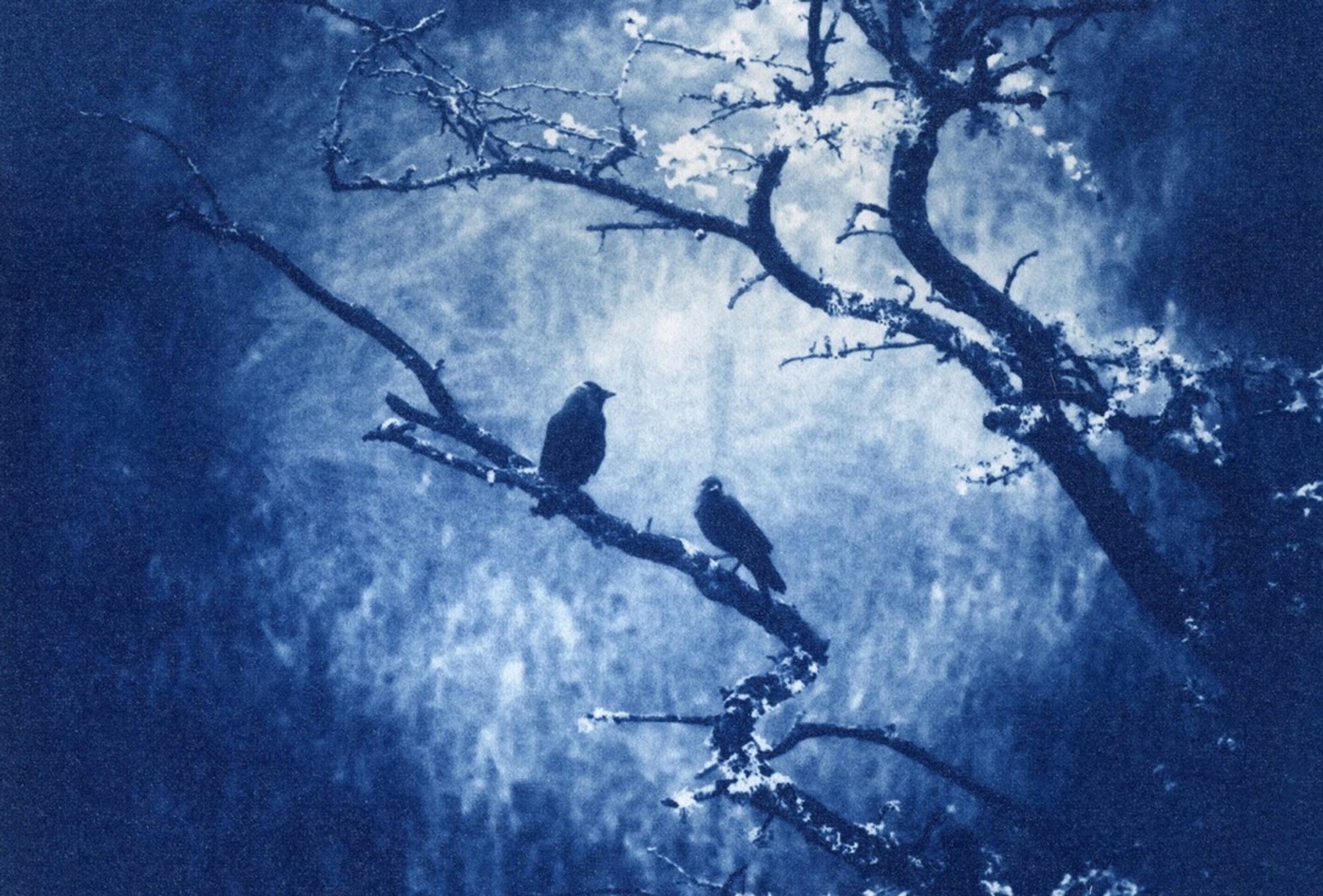 Cyanotype print of two jackdaws on a hawthorn tree