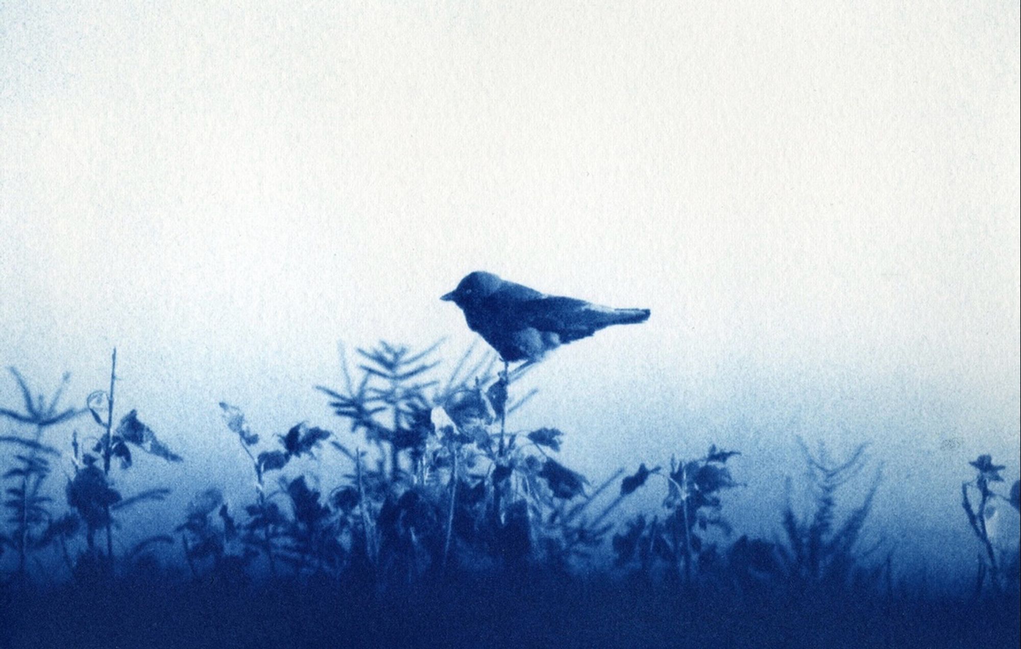 A cyanotype print of a jackdaw balanced on a tree branch