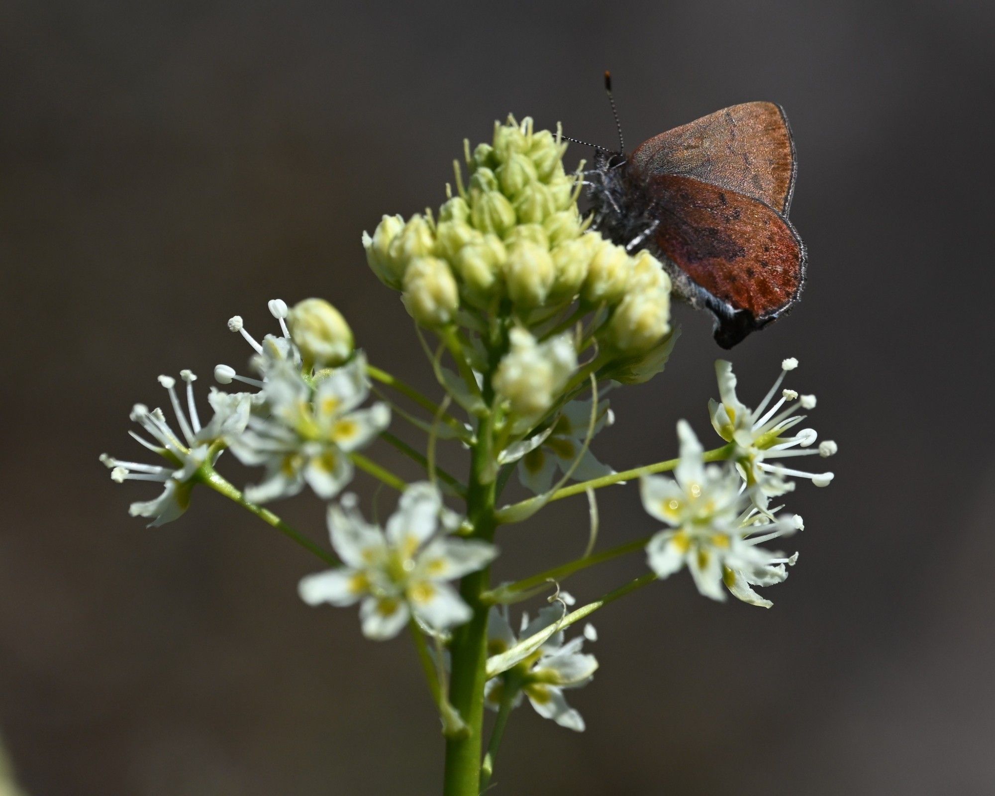 A brown elfin butterfly sits atop on a cluster of white meadow deathcamas flowers.