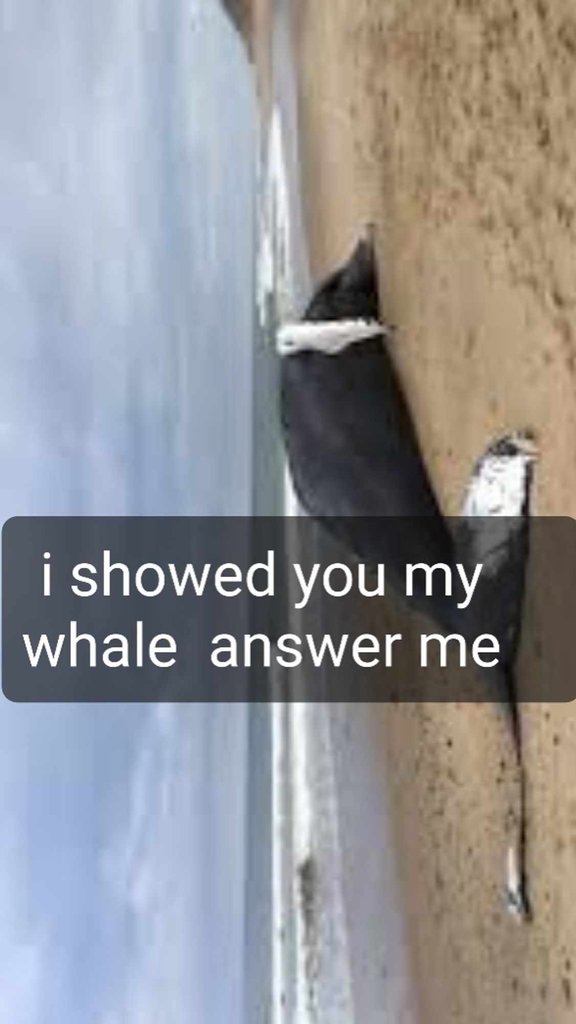 An image of a beached whale, evocative of the iconic RFKjr moment where the brainworm infested freak decapitated a whale and hauled the cetacean cranium home. There is text overlaid on the image, reading 'i showed you my whale  answer me,' reminiscent of the immortal sext 'I showed you my penis now answer me.' This is made as if RFKjr seduced that New Yorker reporter with images and realities of whale corpses