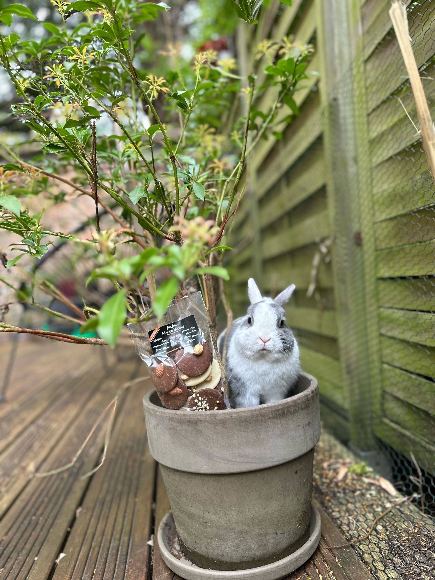 Yuki lapin dans un pot de fleurs avec du chocolat