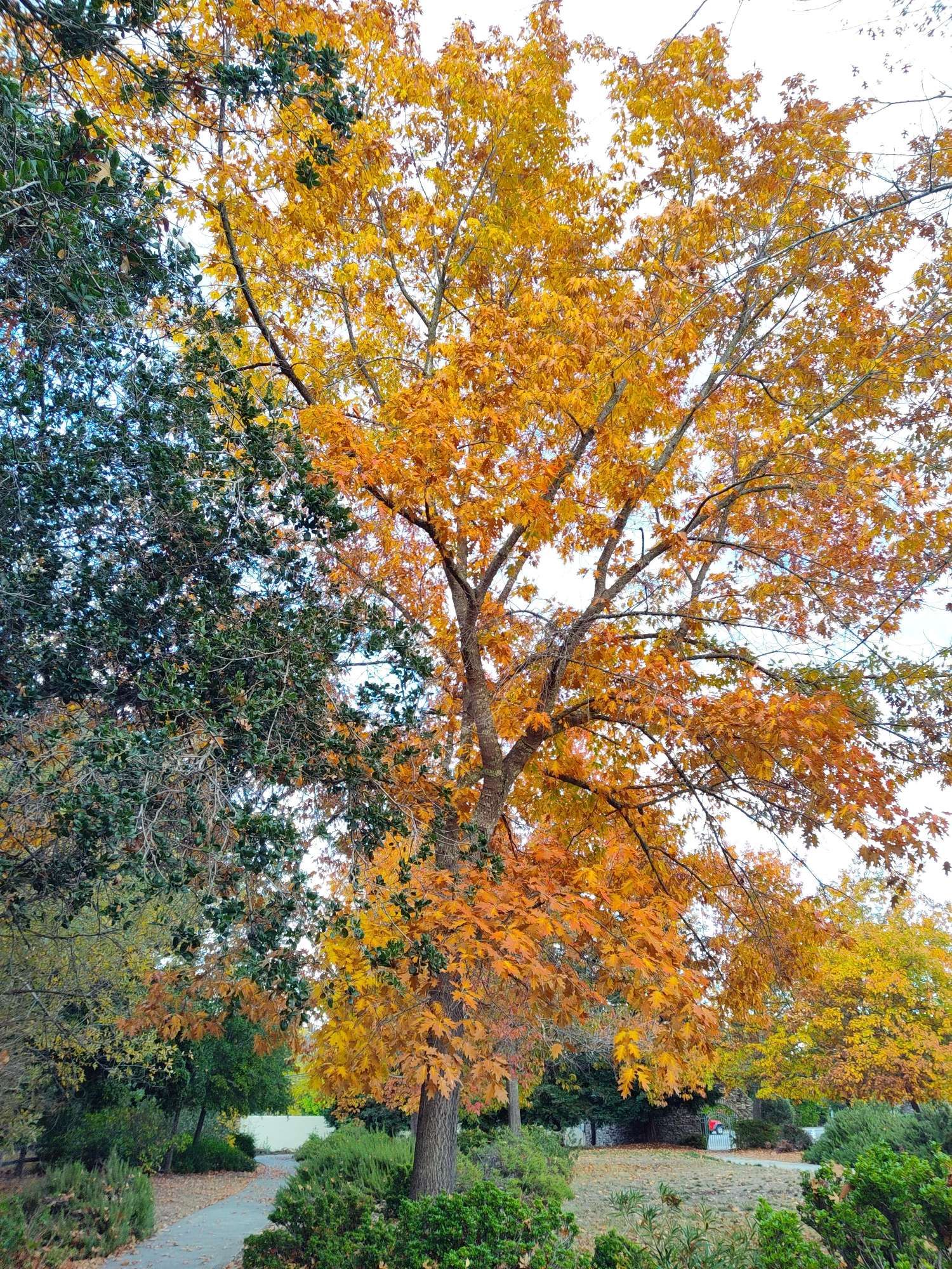 Large tree covered in orange and yellow leaves