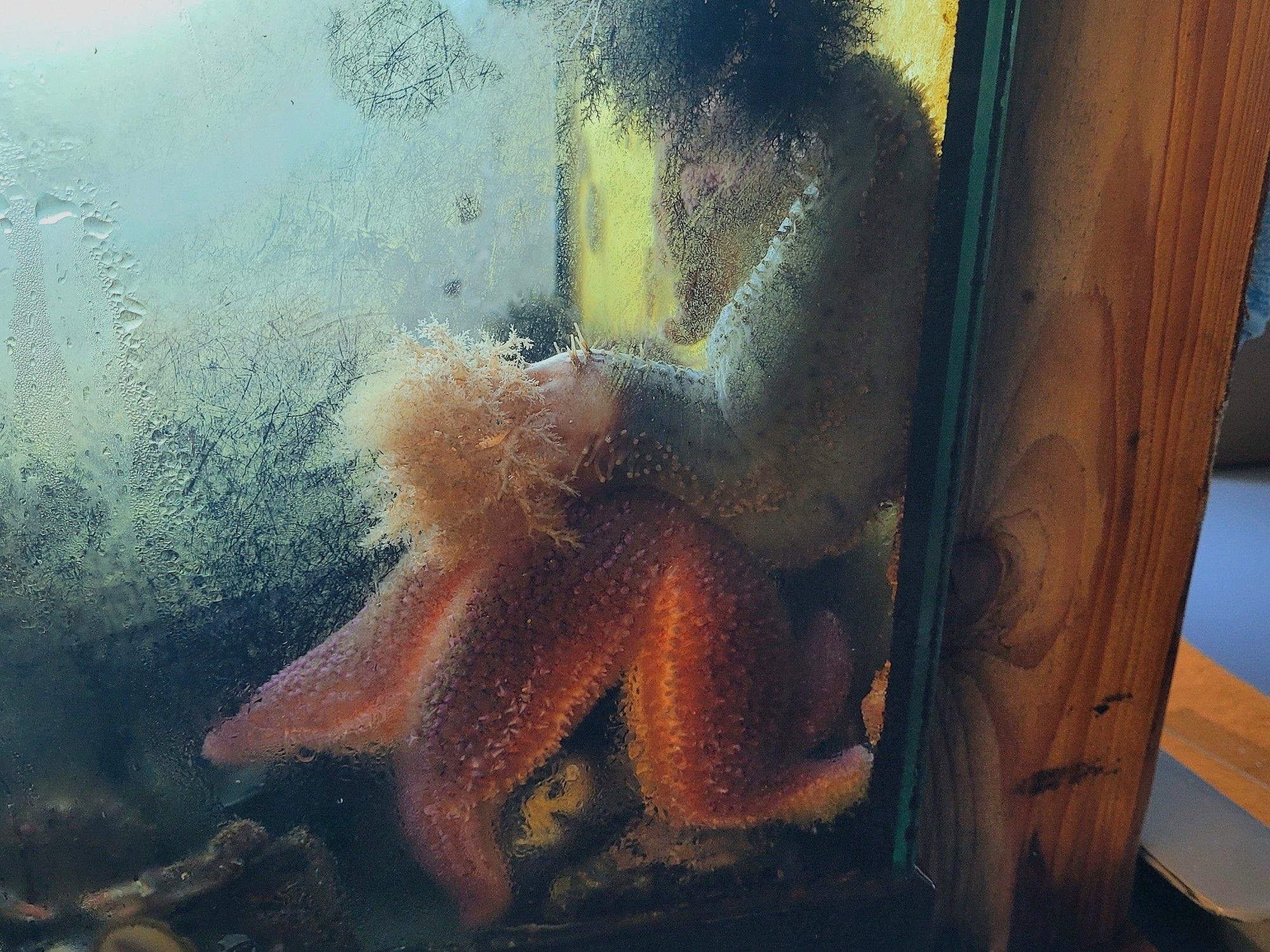 A brown and peach-coloured sea cucumber clinging to an aquarium tank wall. It is leaning the entire top half of its body on a bright orange sea star, giving the impression that it is very tired.