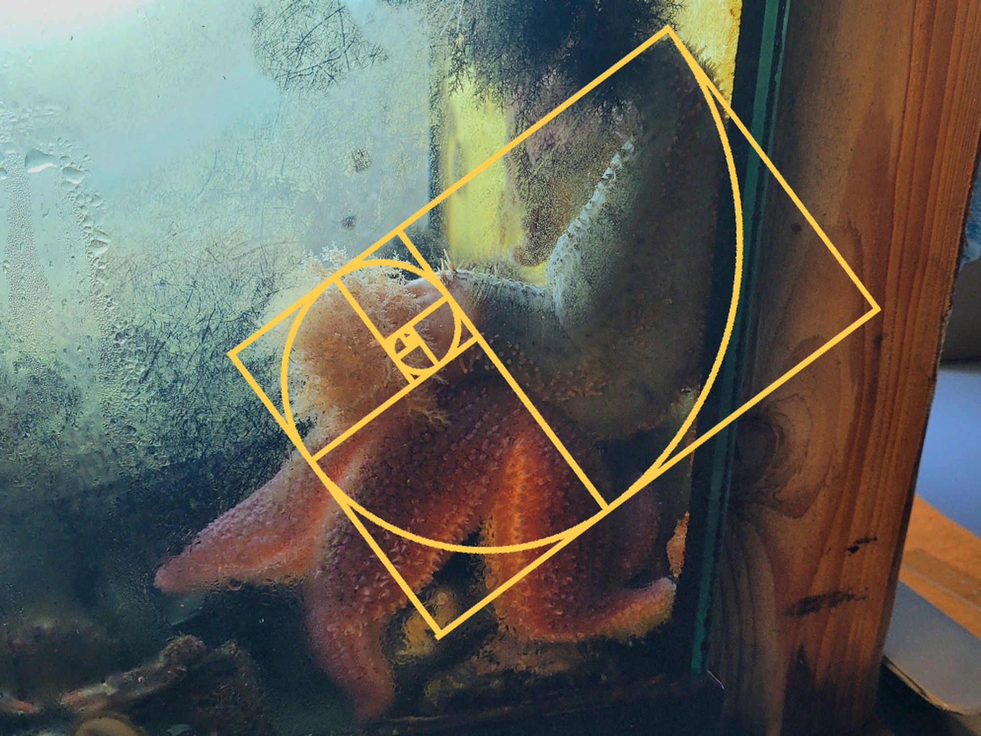 The same photo as the original tweet, of a sea cucumber leaning heavily on a sea star, overlaid with a yellow diagram of the golden ratio very roughly following the curves of the sea cucumber.