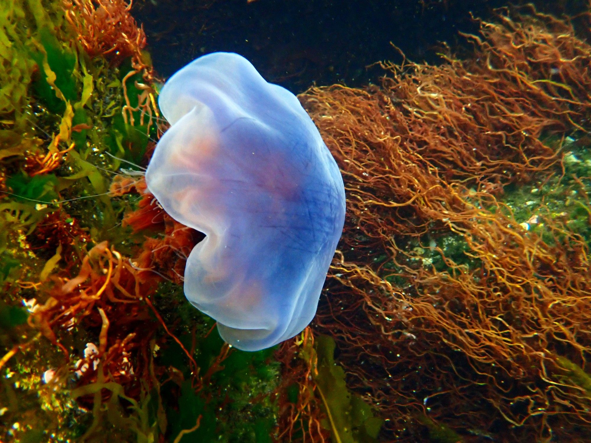 A jellyfish in water right above rocks that are covered in brown and green algae. The jellyfish is a translucent white and red-brown inside.