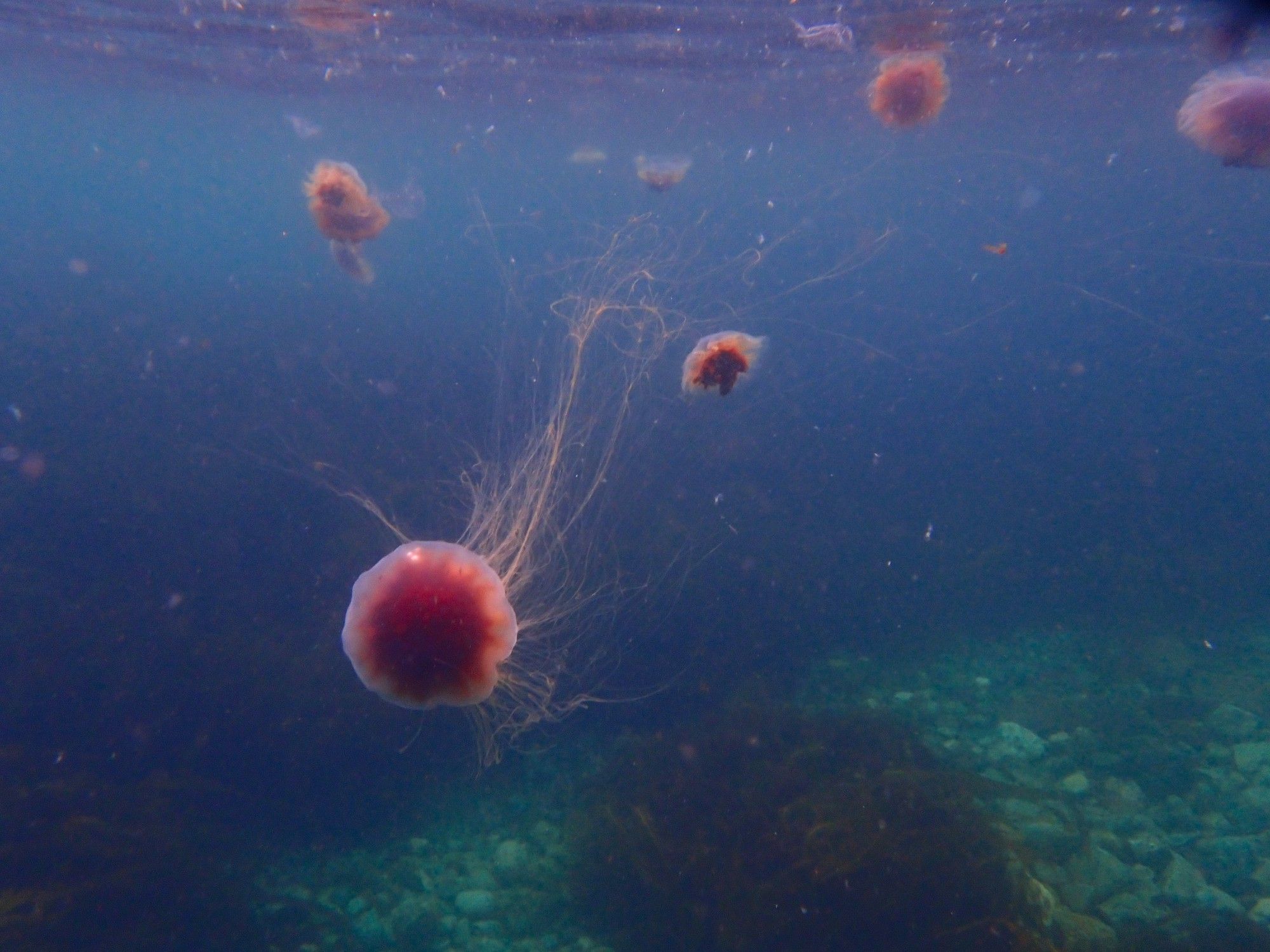 A photo of slightly murky water with ten or so bright red and orange jellyfish scattered through it. Rocks and kelp are visible below.