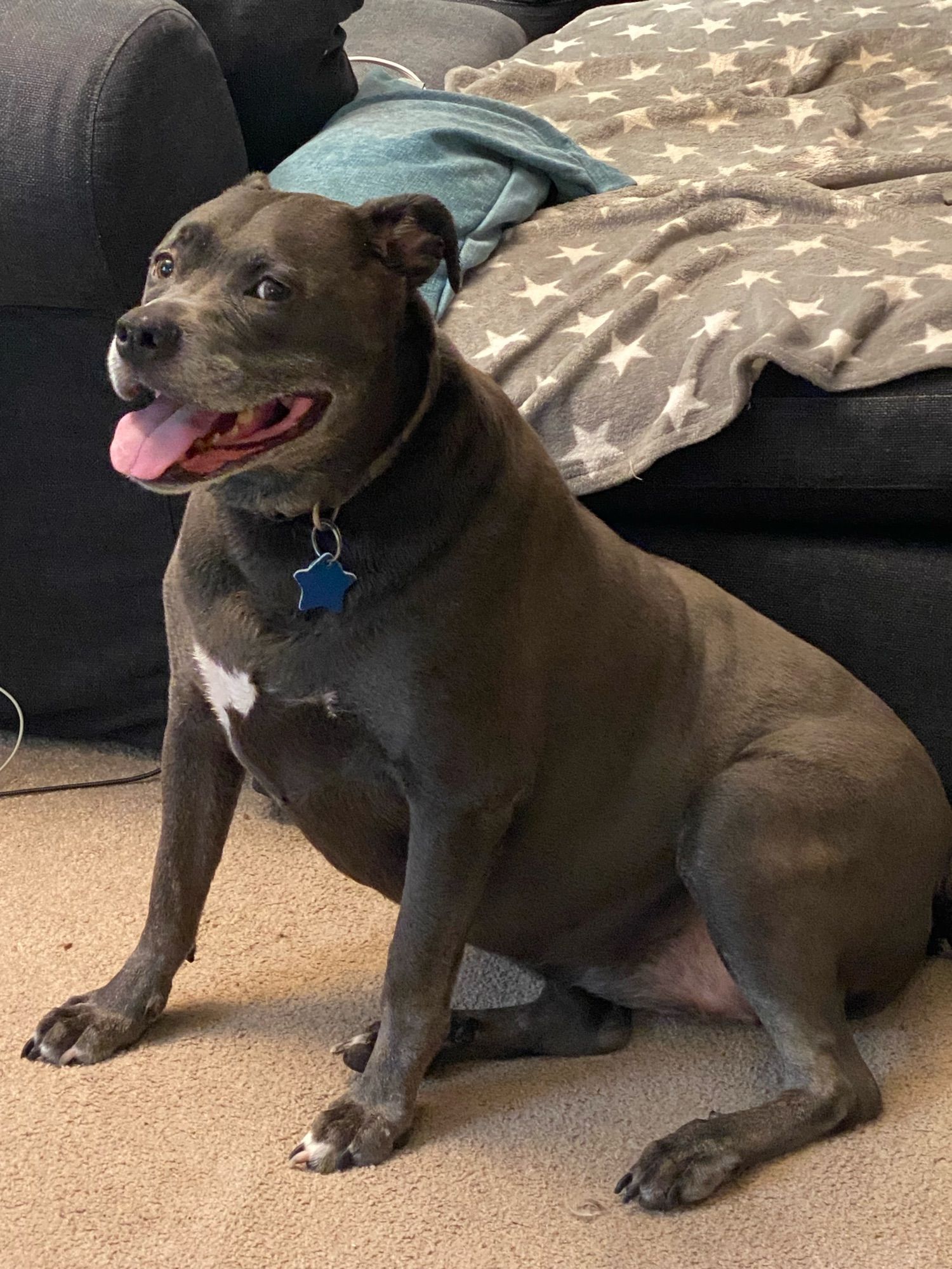 Jinn the goofball half-pitty, sitting on her butt