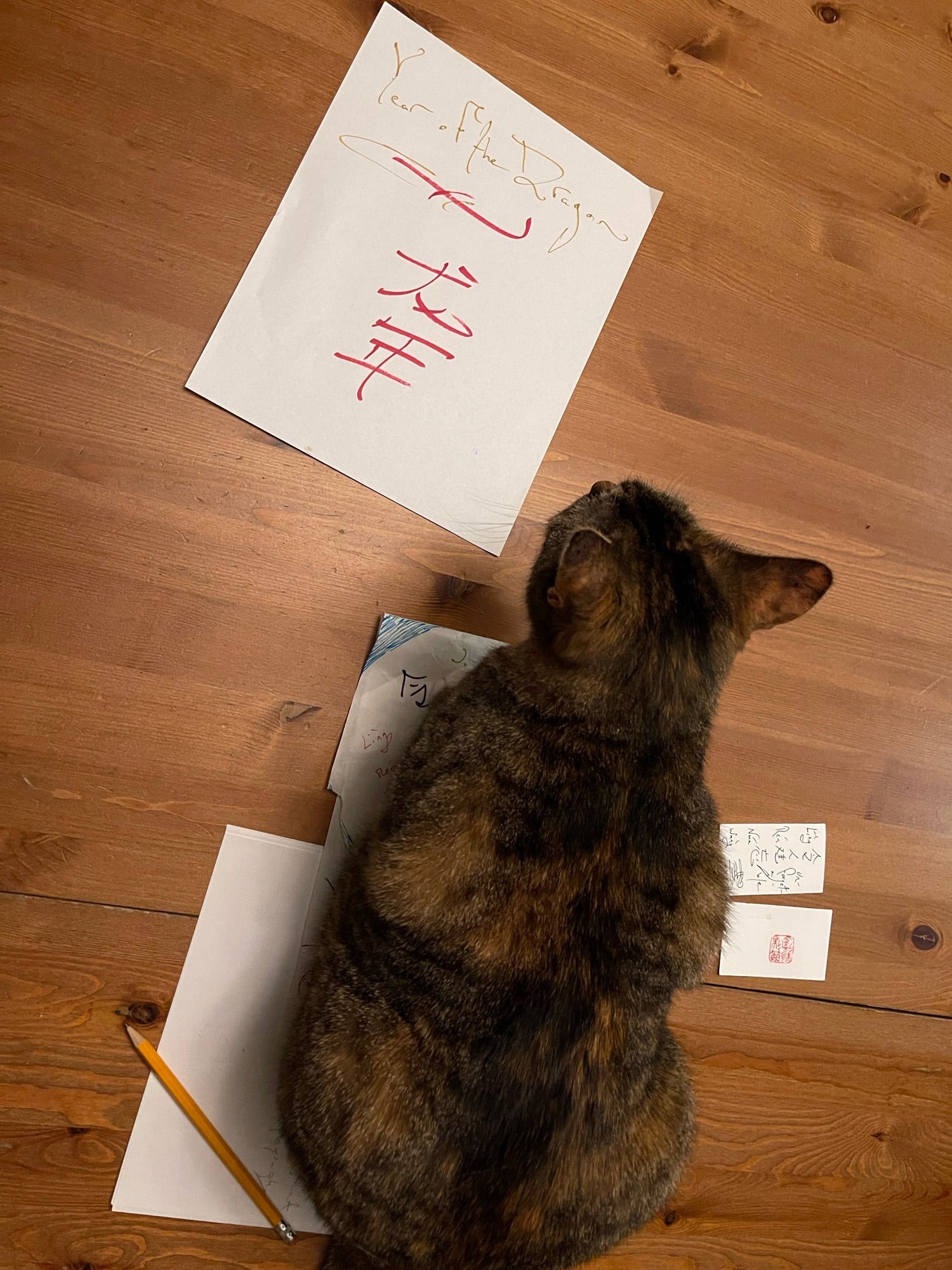 Cat looking at art while sitting on art