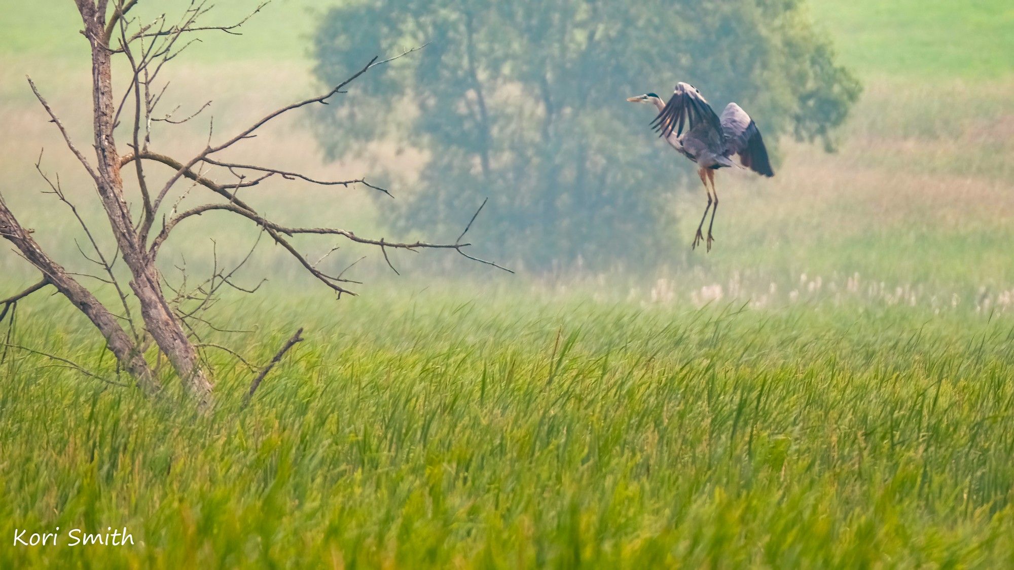 Great Blue Heron landing in the cat tails of Horicon Marsh on a particularly smokey Summer day