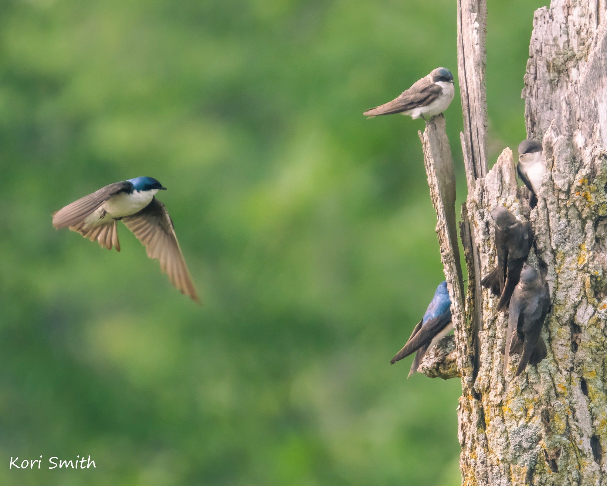 Barn swallow parents taking turns feeding their fledglings while on the fly