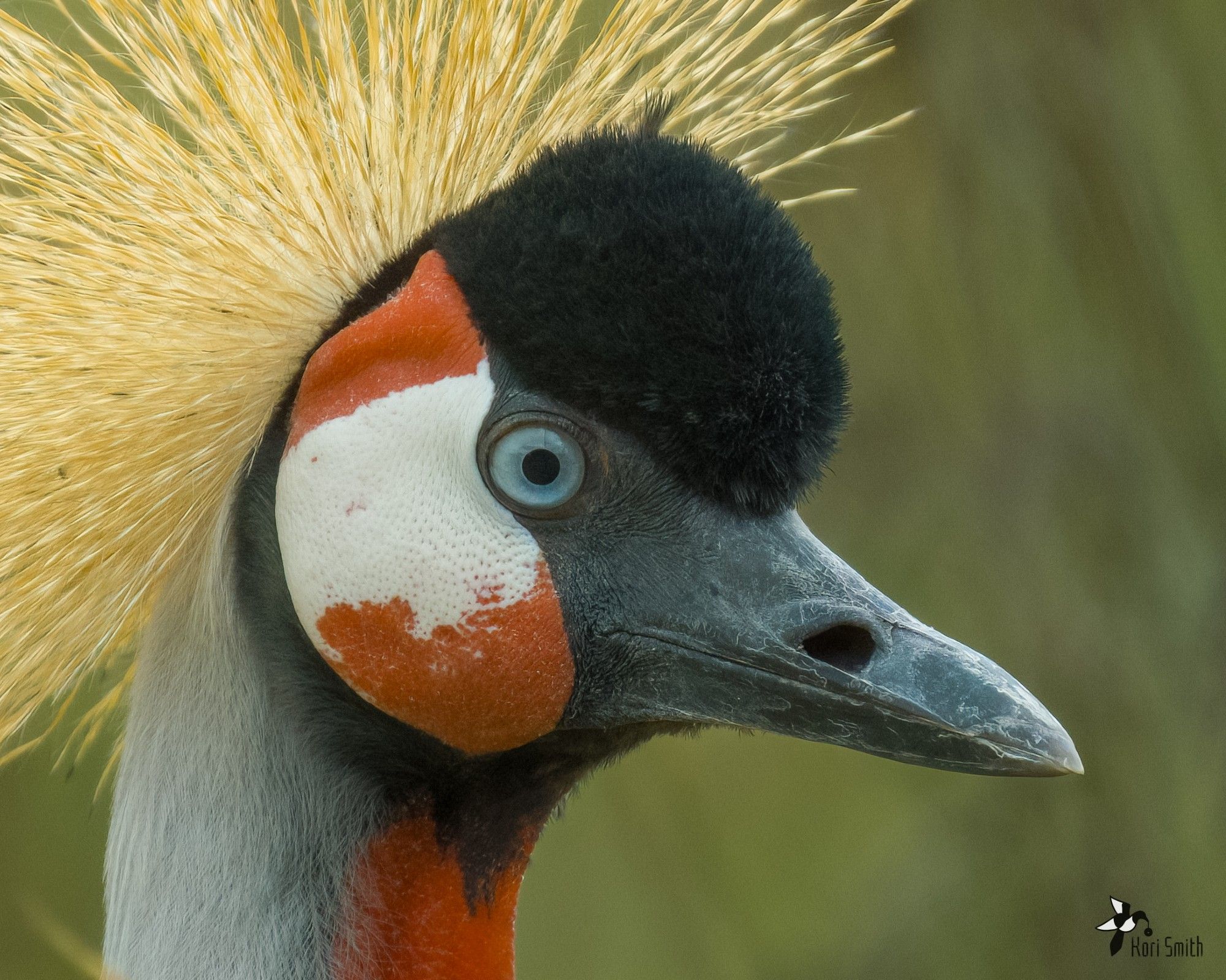 Grey crowned crane, looking at the camera with a brilliant blue eye and an almost glowing crest of gold