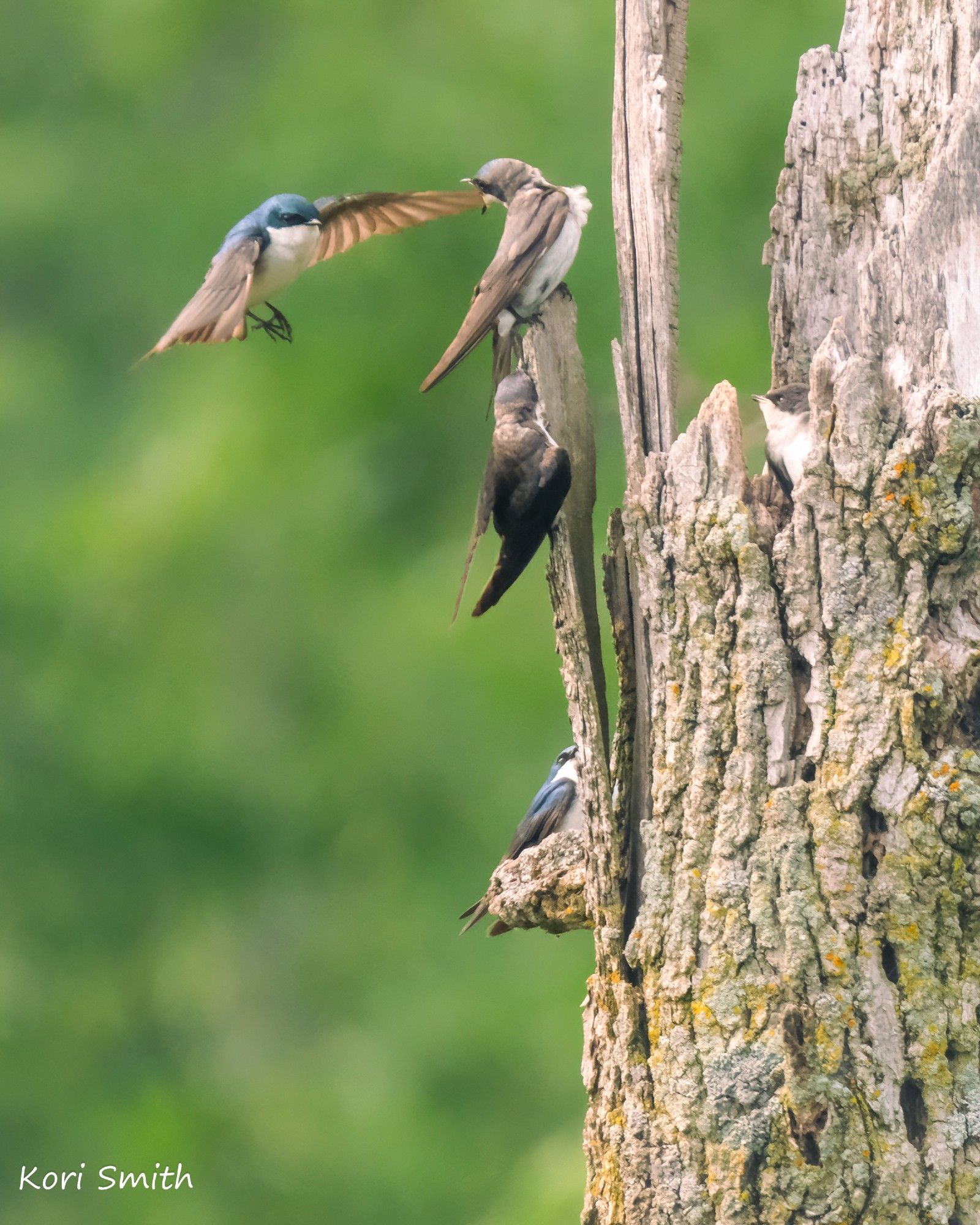 Barn swallow parents taking turns feeding their fledglings while on the fly