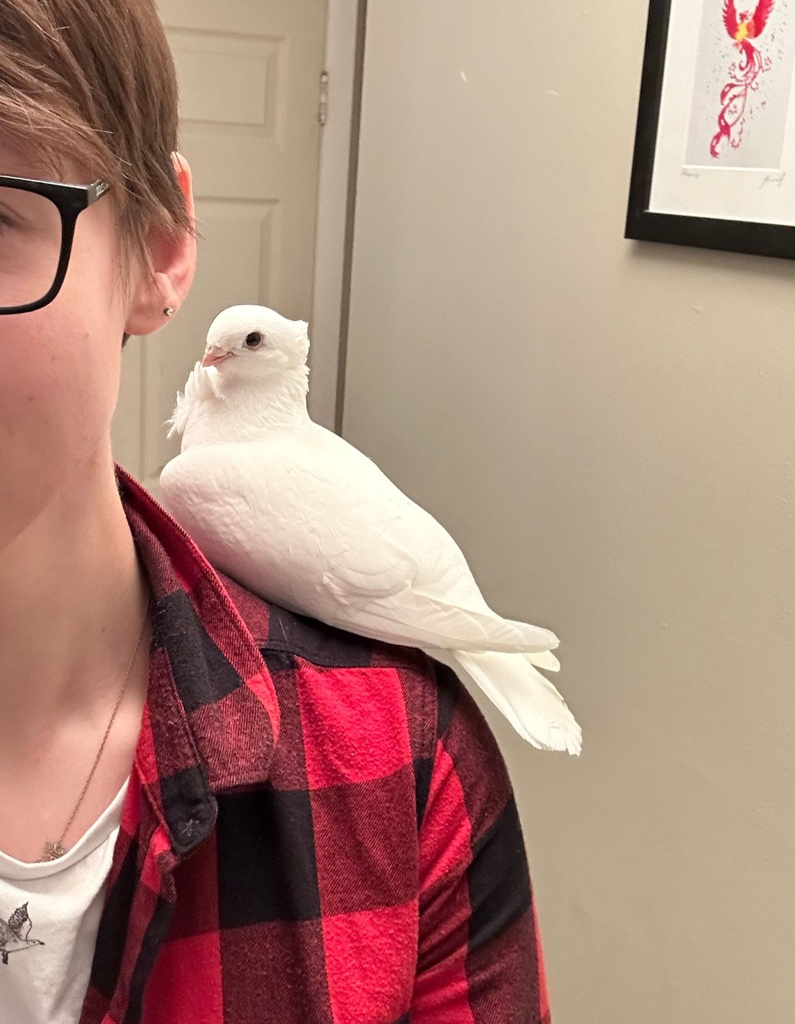 Seraphim pigeon perching on my shoulder