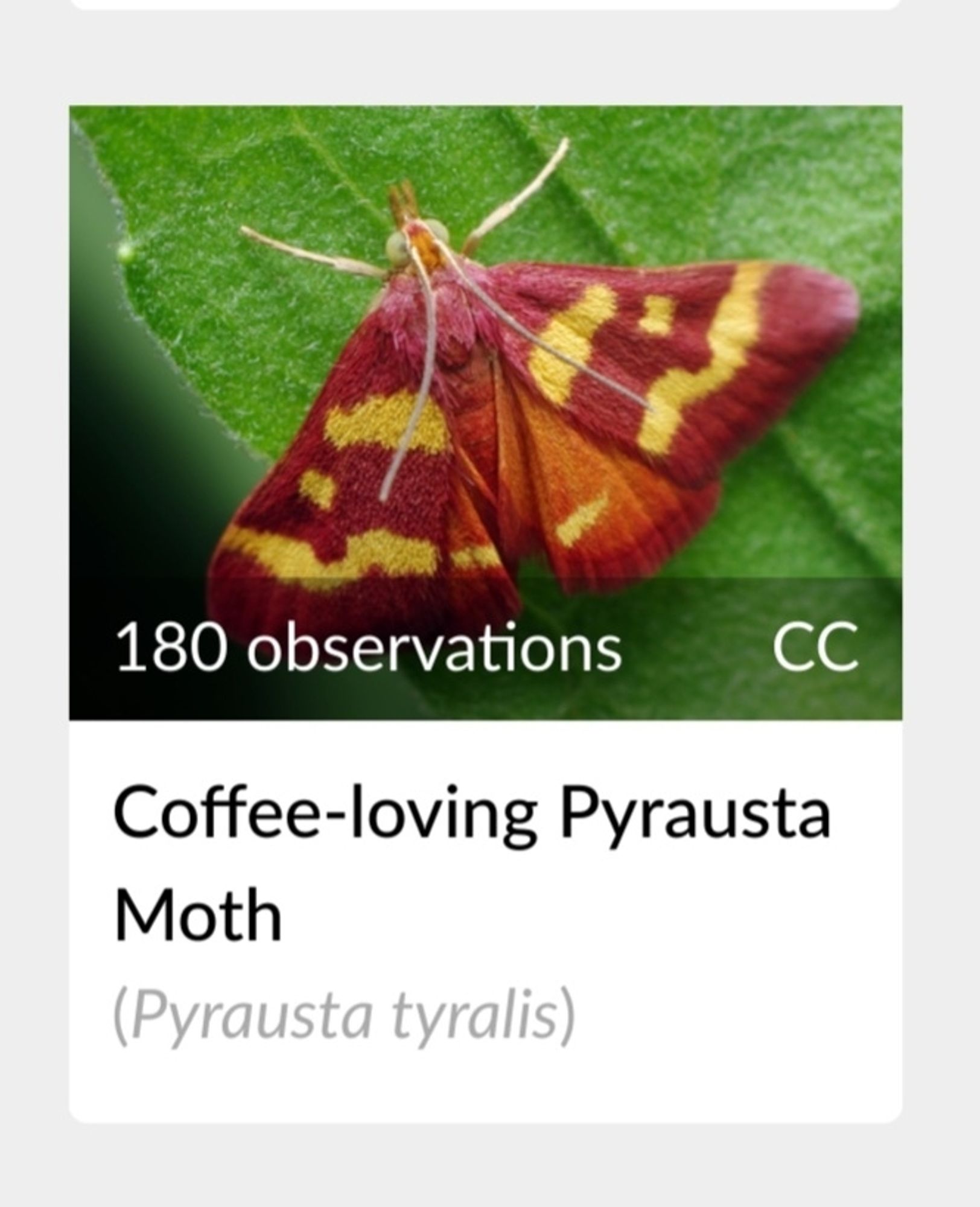 Observation from iNaturalist, a moth called the "coffee-loving pyrausta moth".