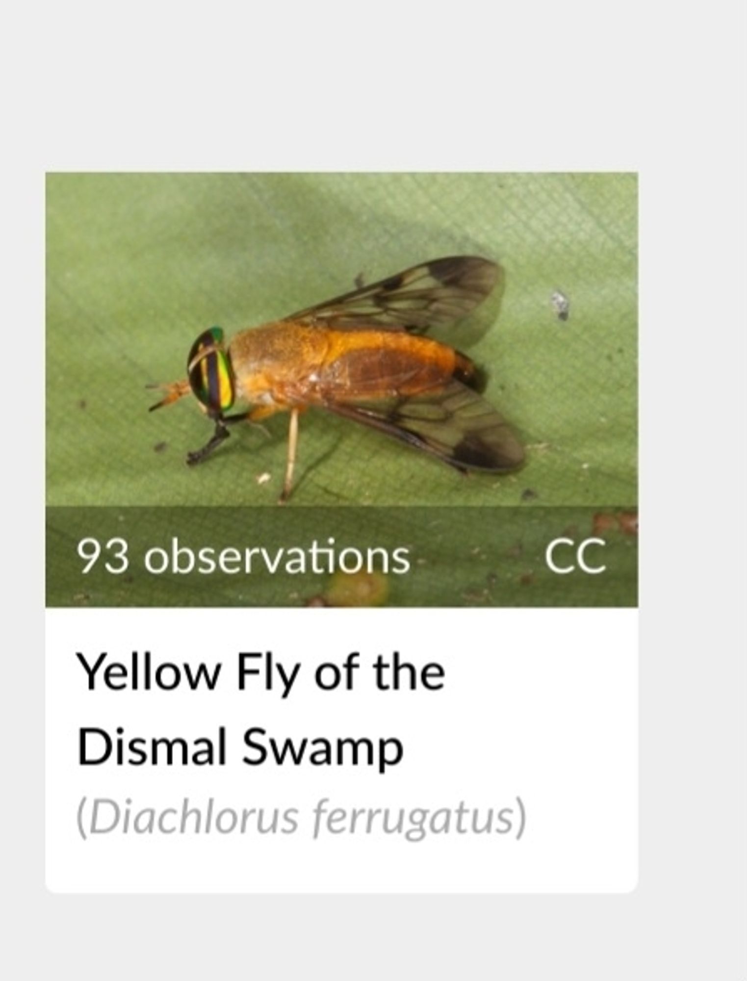 Observation from iNaturalist, a fly called "yellow fly of the dismal swamp".