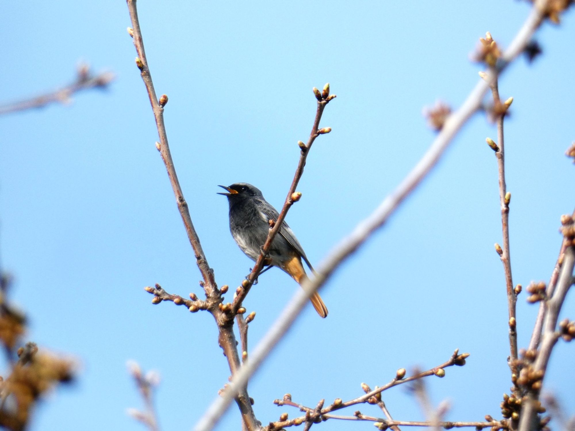 Ein Hausrotschwanz trällert vor hellblauem Himmel auf einem mit Knospen bestückten Baumzweig