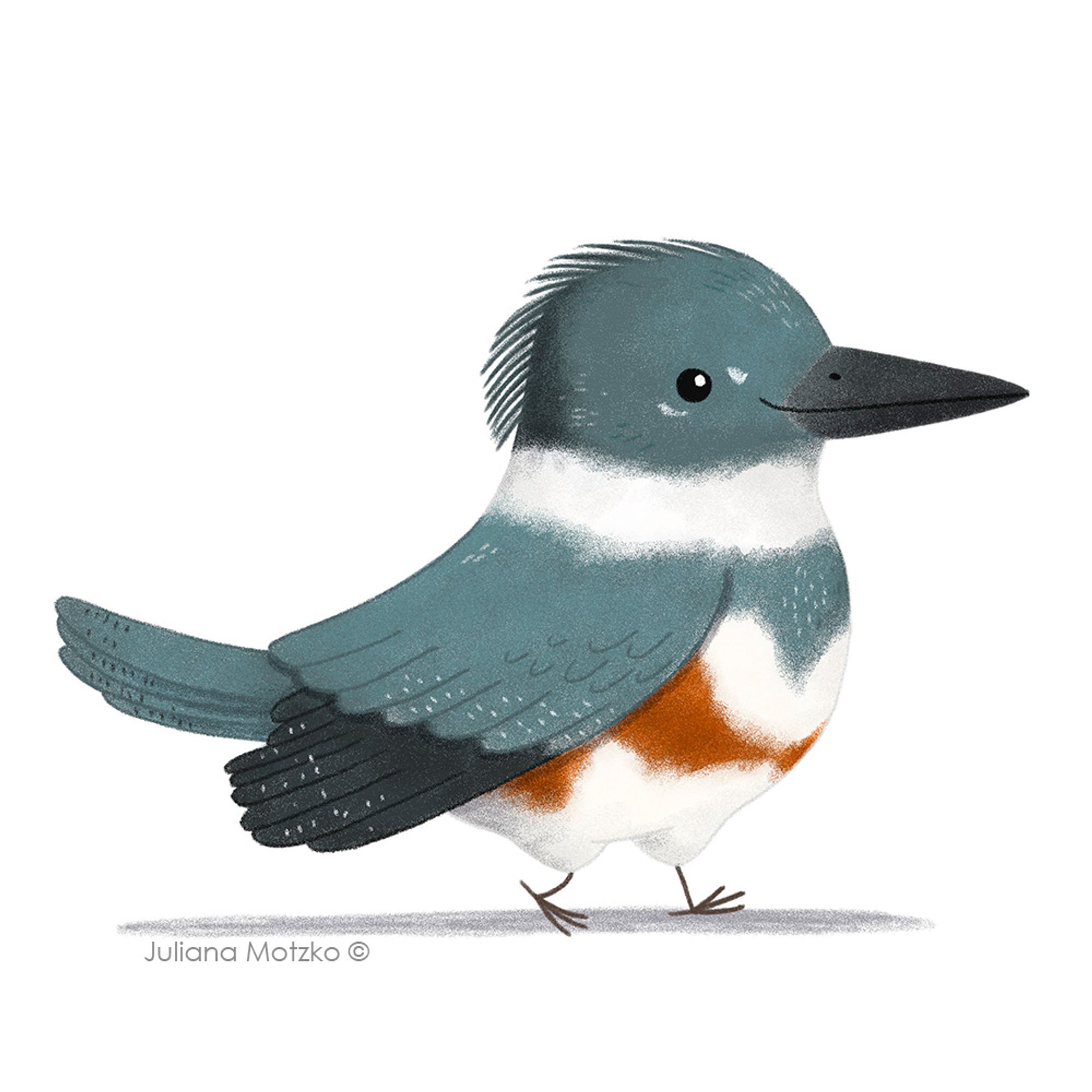 illustration of belted kingfisher bird