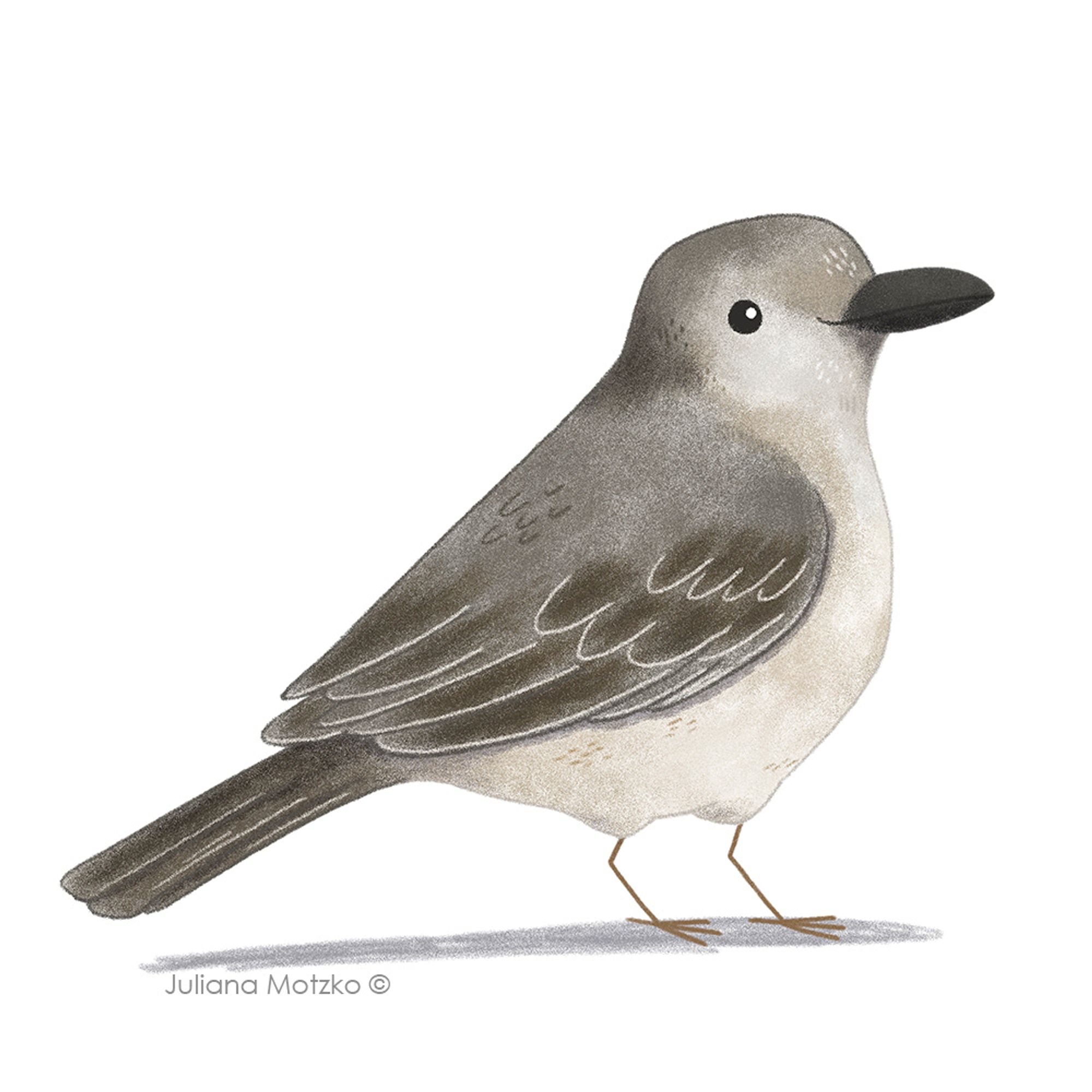 illustration of northern mockingbird