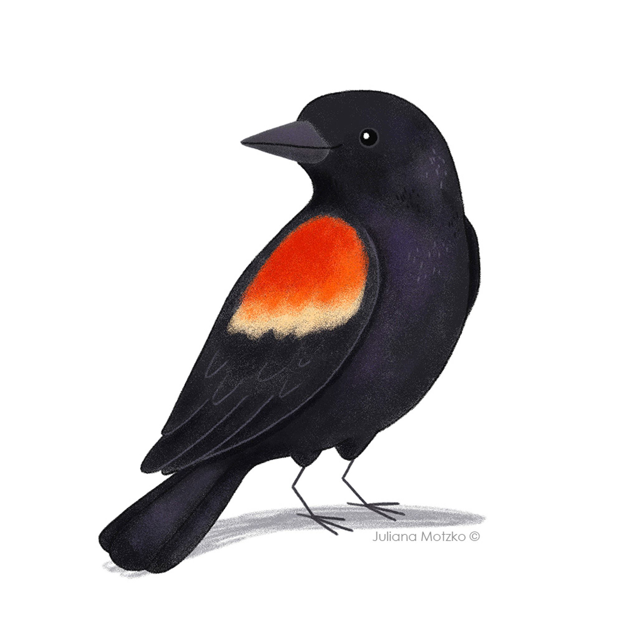 illustration of red winged blackbird