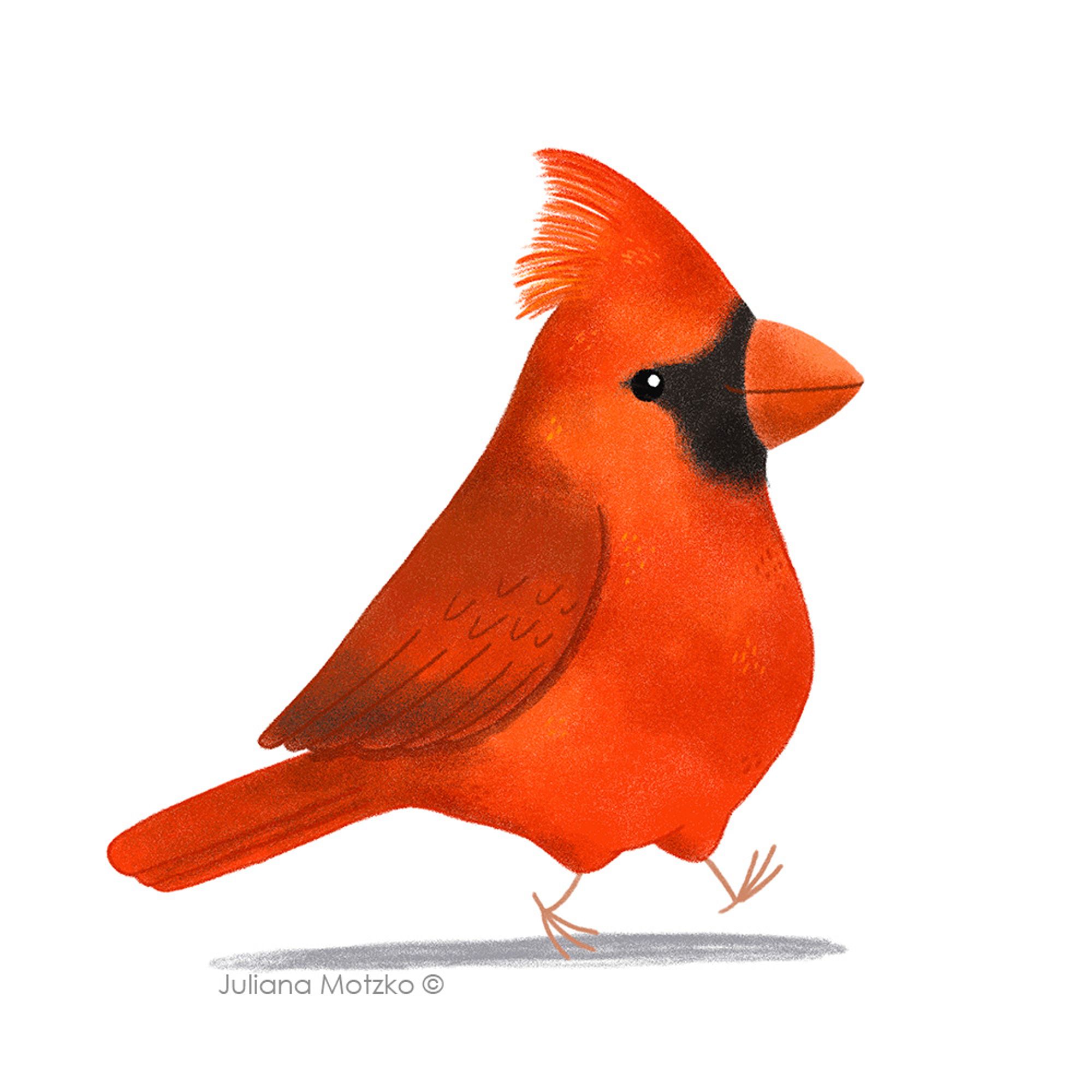 illustration of Northern Cardinal bird