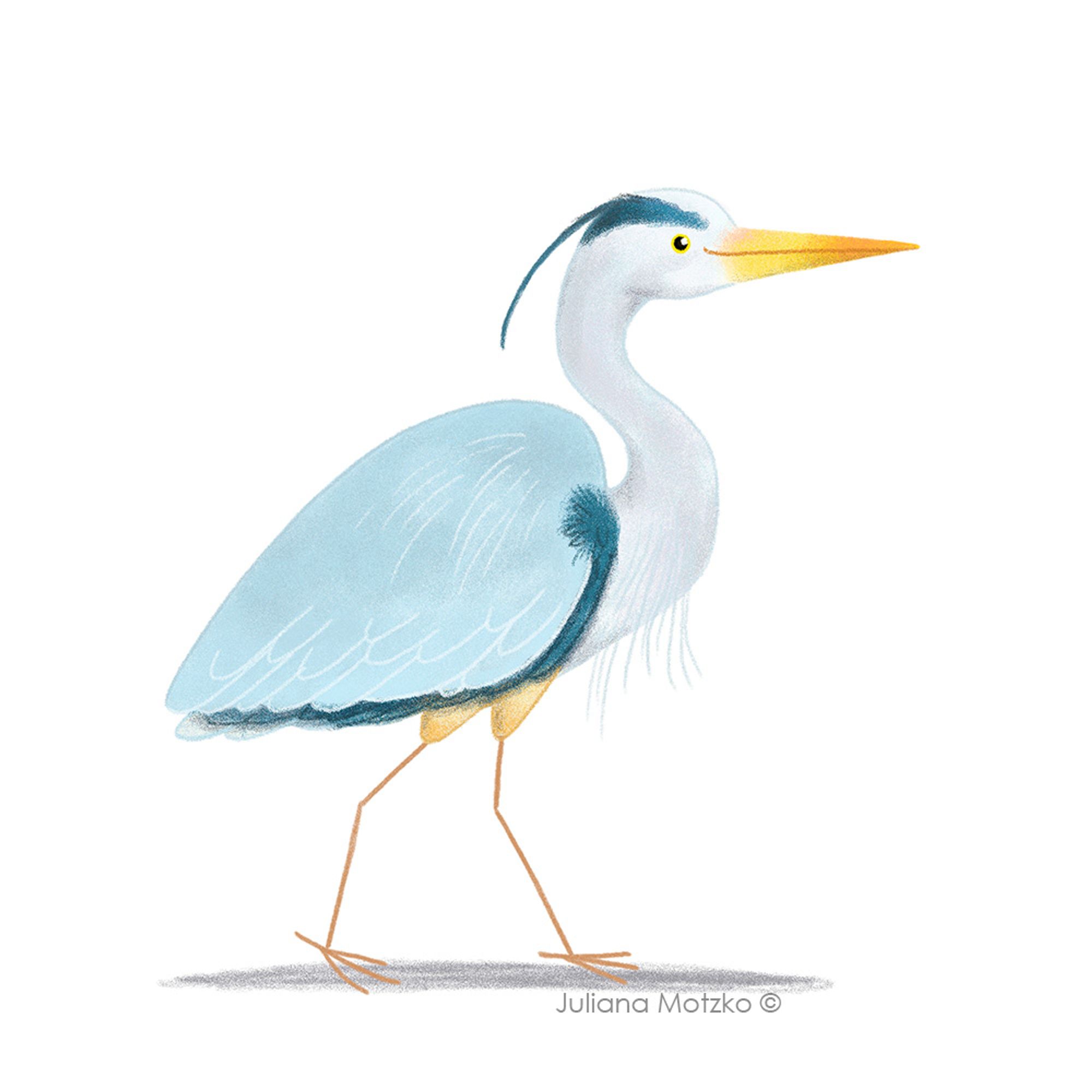 illustration of great blue heron bird