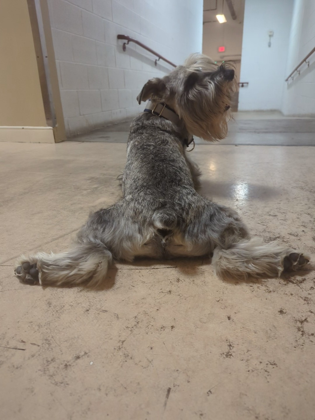 Standard schnauzer with a salt and pepper coat with splooting on the floor, with his butt facing you. He was the cutest little dimples on his butt, and is turning his head towards you with a smile.