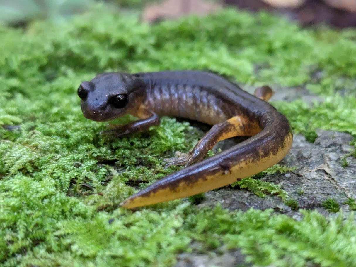 Picture of a salamander laying on a rock with green moss. The salamander is dark brown on the top of its body and yellow on the bottom. It has big black eyes that stre into your soul.