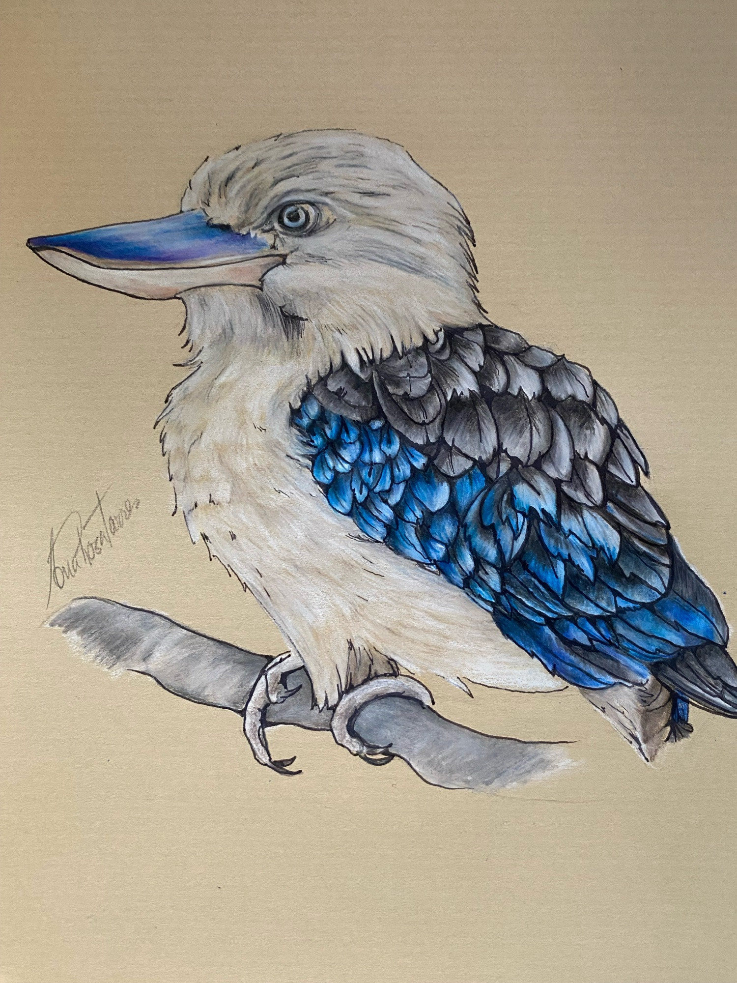 Dibujo a lápiz de una Kookaburra