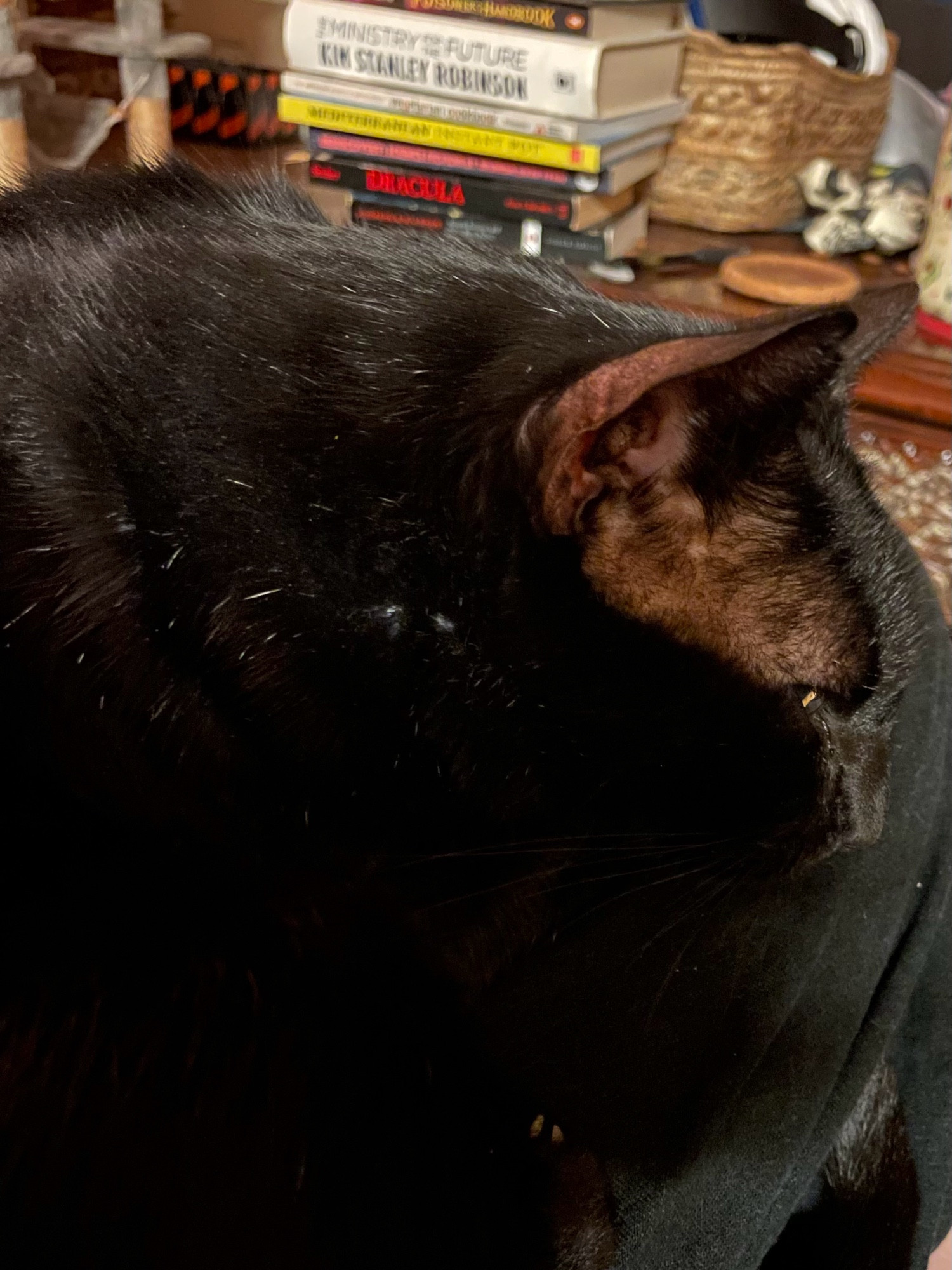 A very handsome black cat curled up in a lap, one eye open and glaring at the cavers