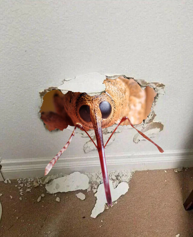 dog sized weevil breaking through drywall