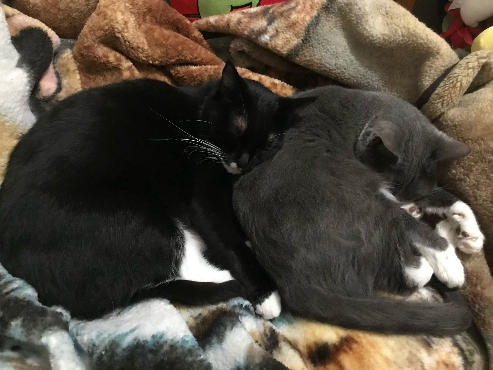 Tuxedo cat with her head on her grey and white sister’s back. The cats are asleep on a furry blanket with tigers on it.