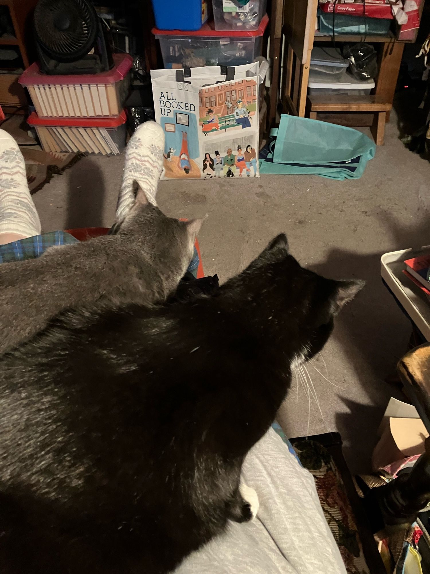 The backs of two full-sized adult cats who are both determined to be the one on my lap.