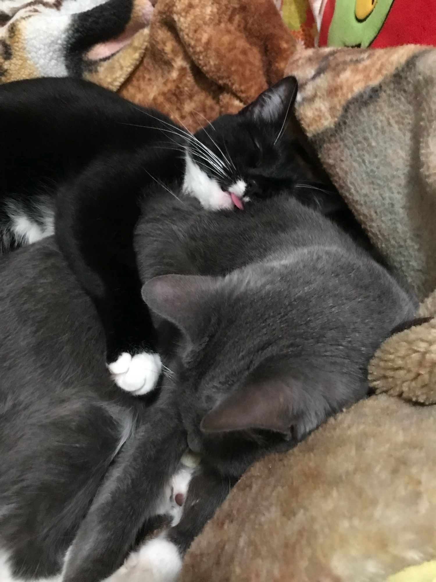 Two sleeping cats snuggled on a furry tiger print blanket.