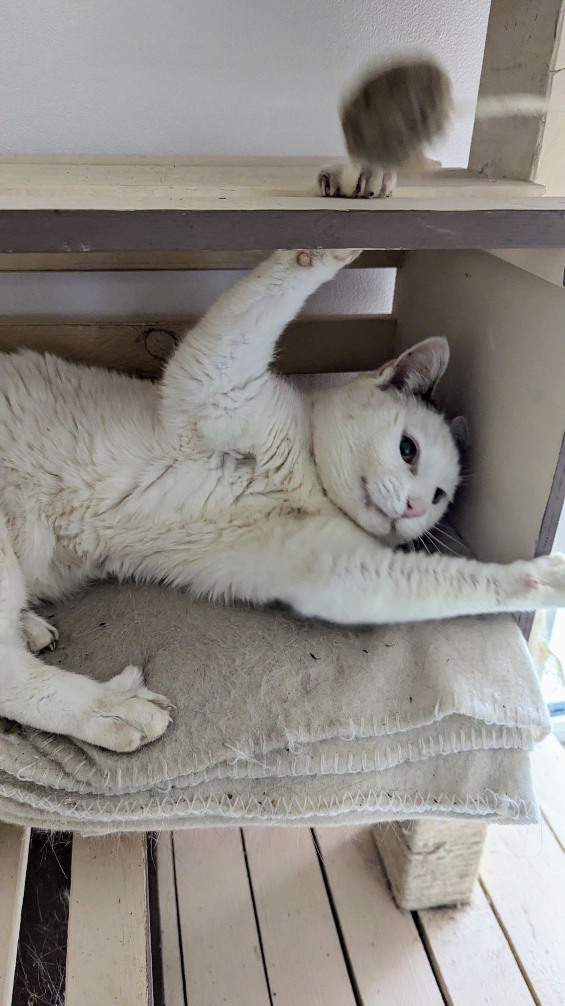 Photo du même chat dans l'arbre à chat en train de jouer avec un pompon.